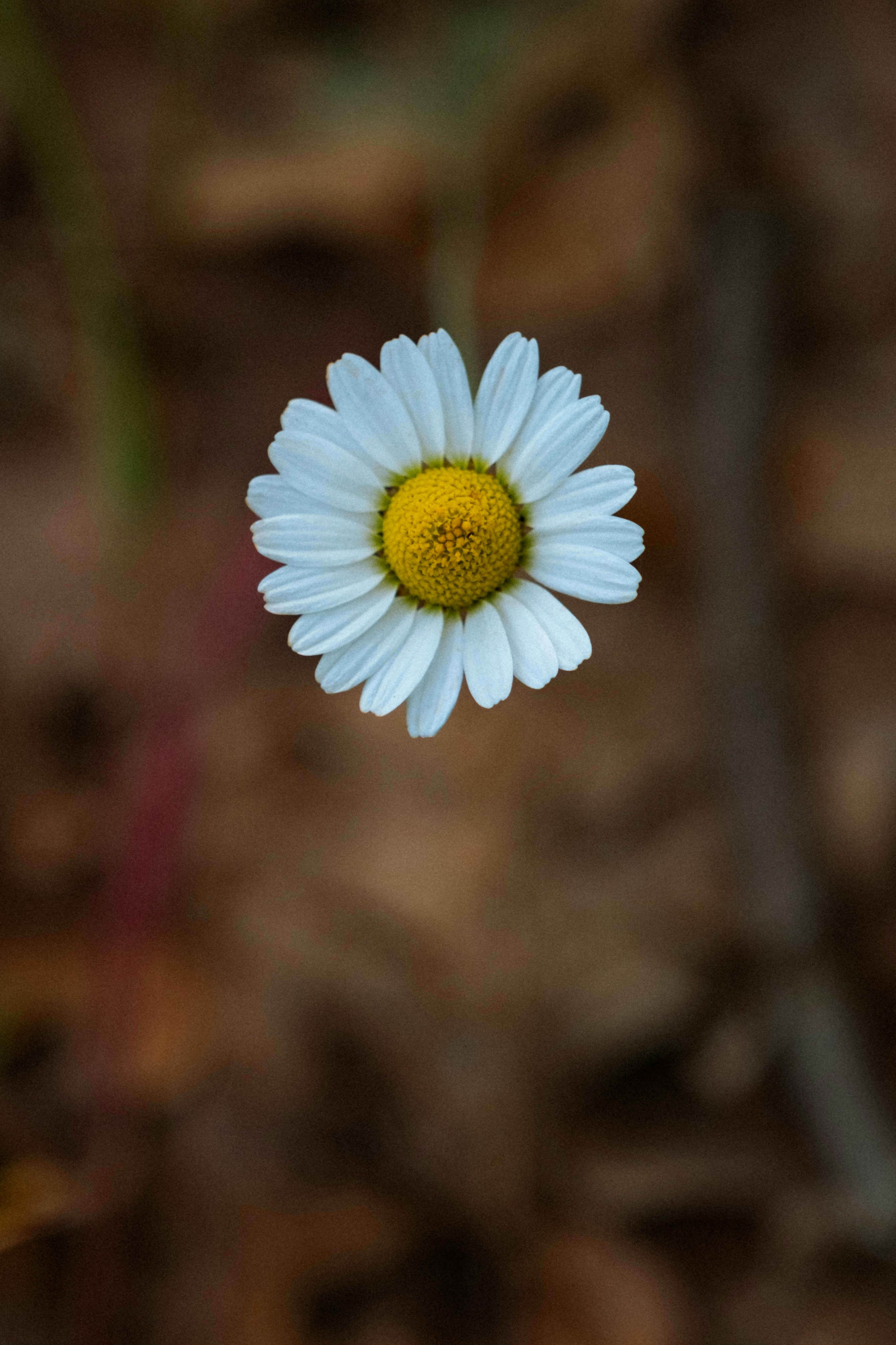 Une seule marguerite blanche au centre jaune.