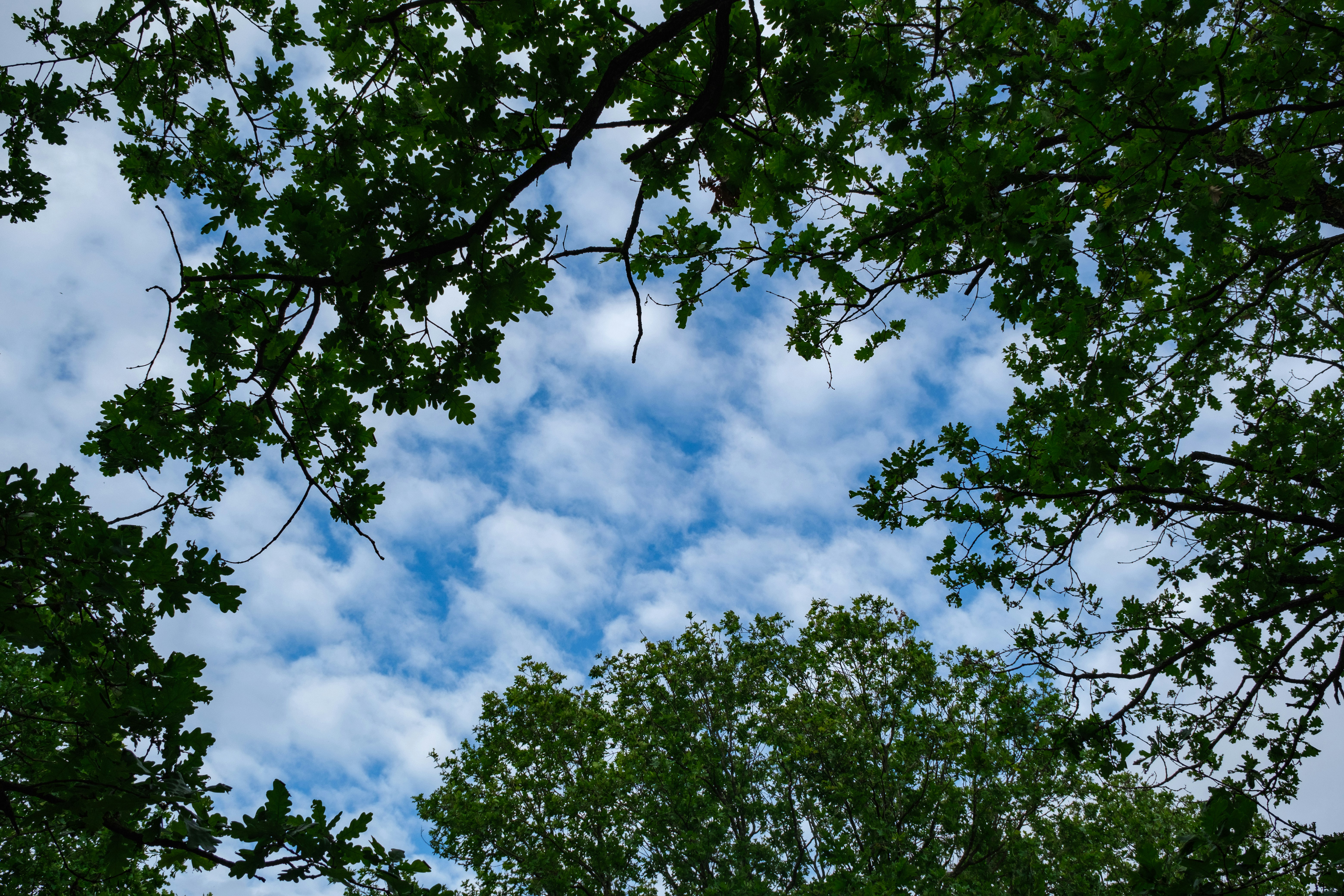 Regardant à travers les feuilles vertes un ciel bleu nuageux.