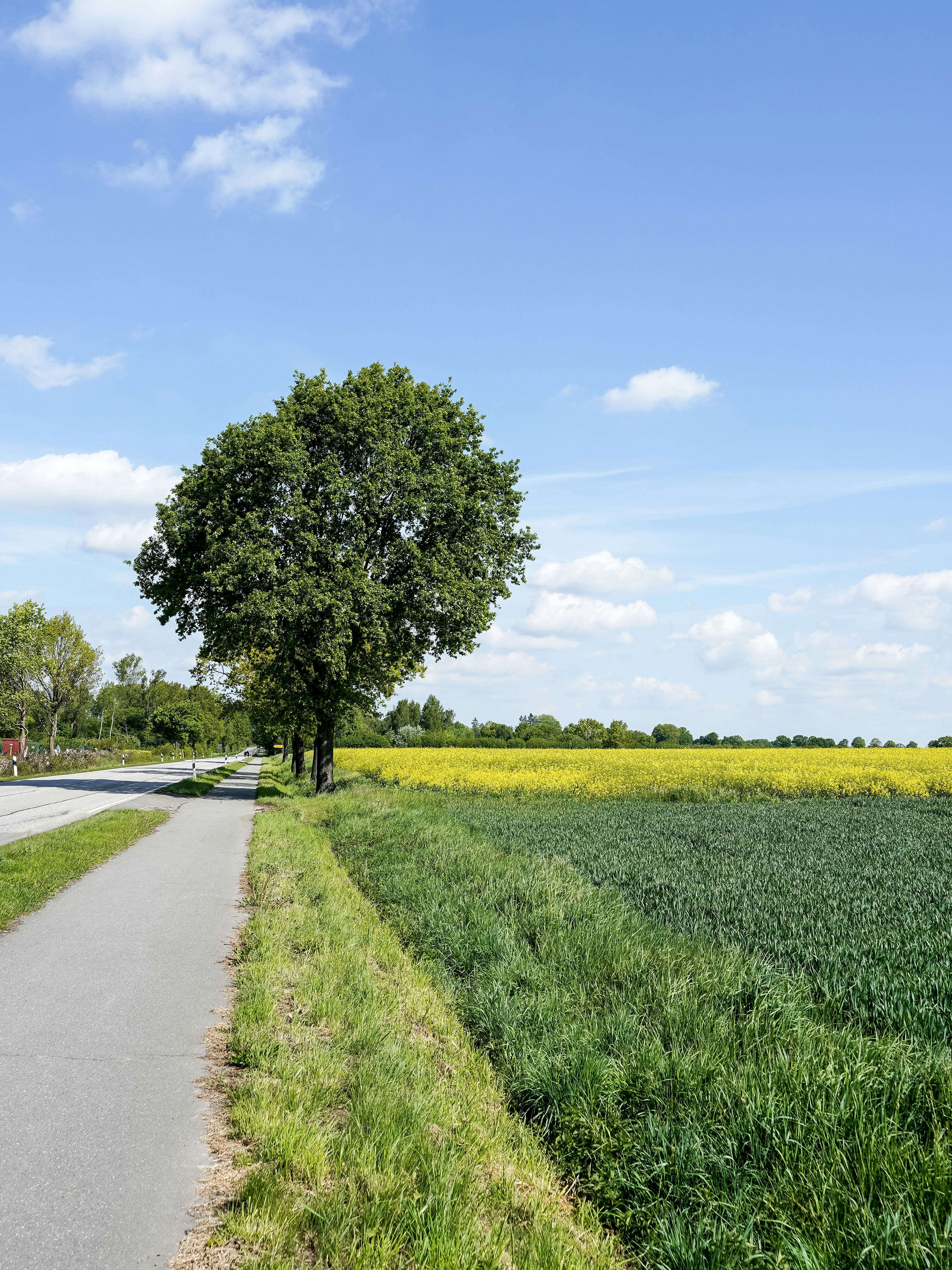 A lone tree beside a path and fields