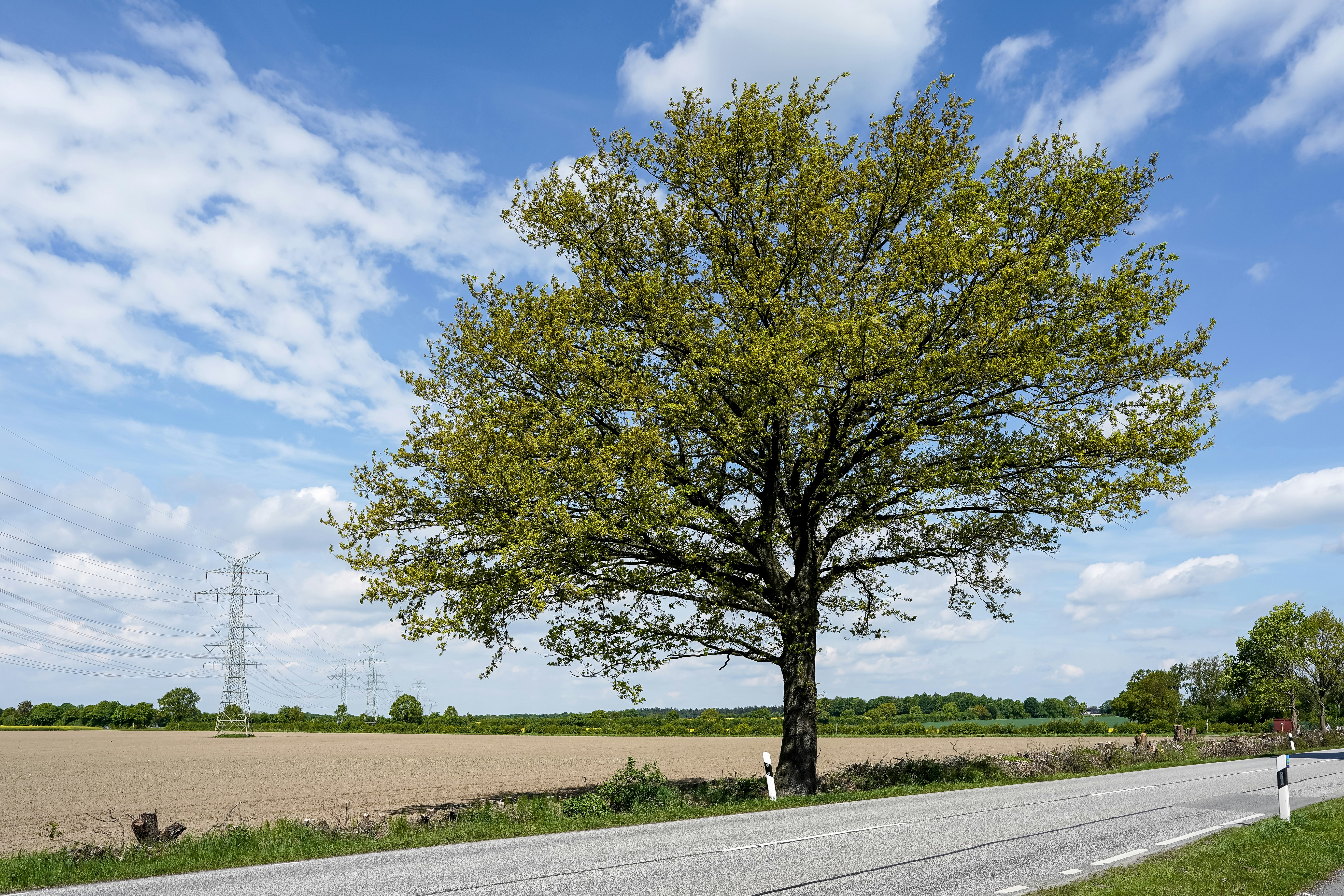 A single green tree next to a road and field.