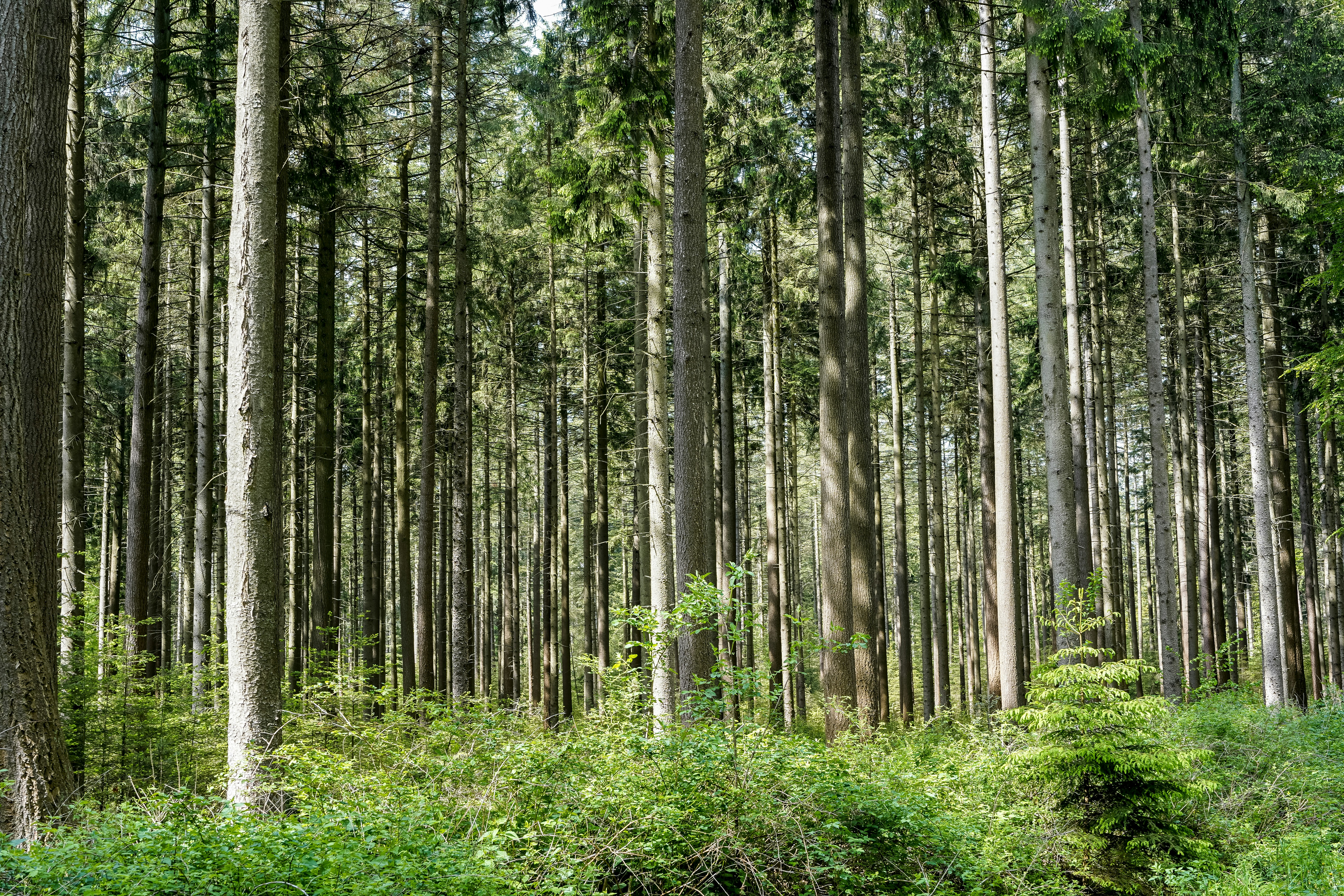 Tall trees in a dense green forest