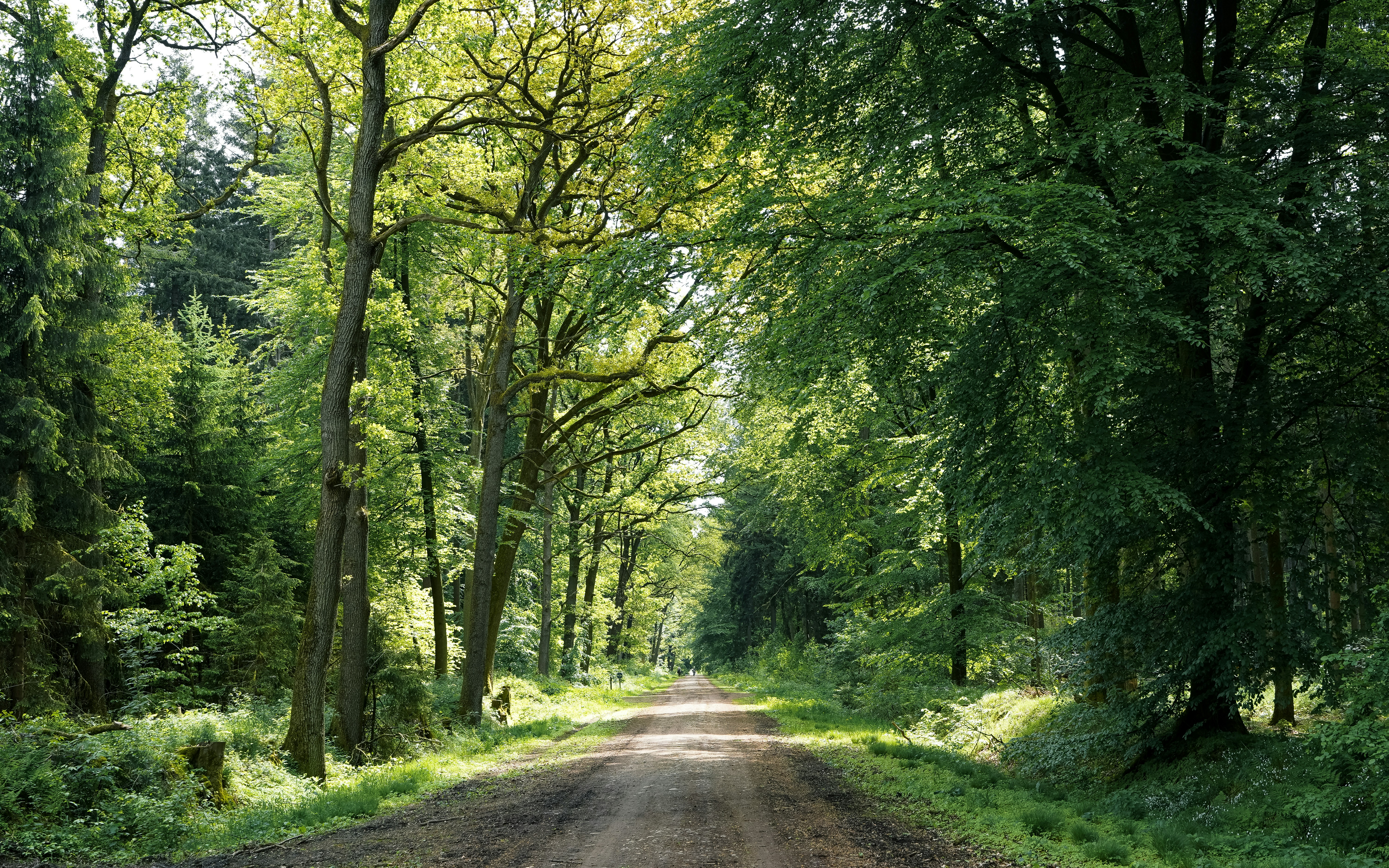 A dirt road through a sunlit green forest