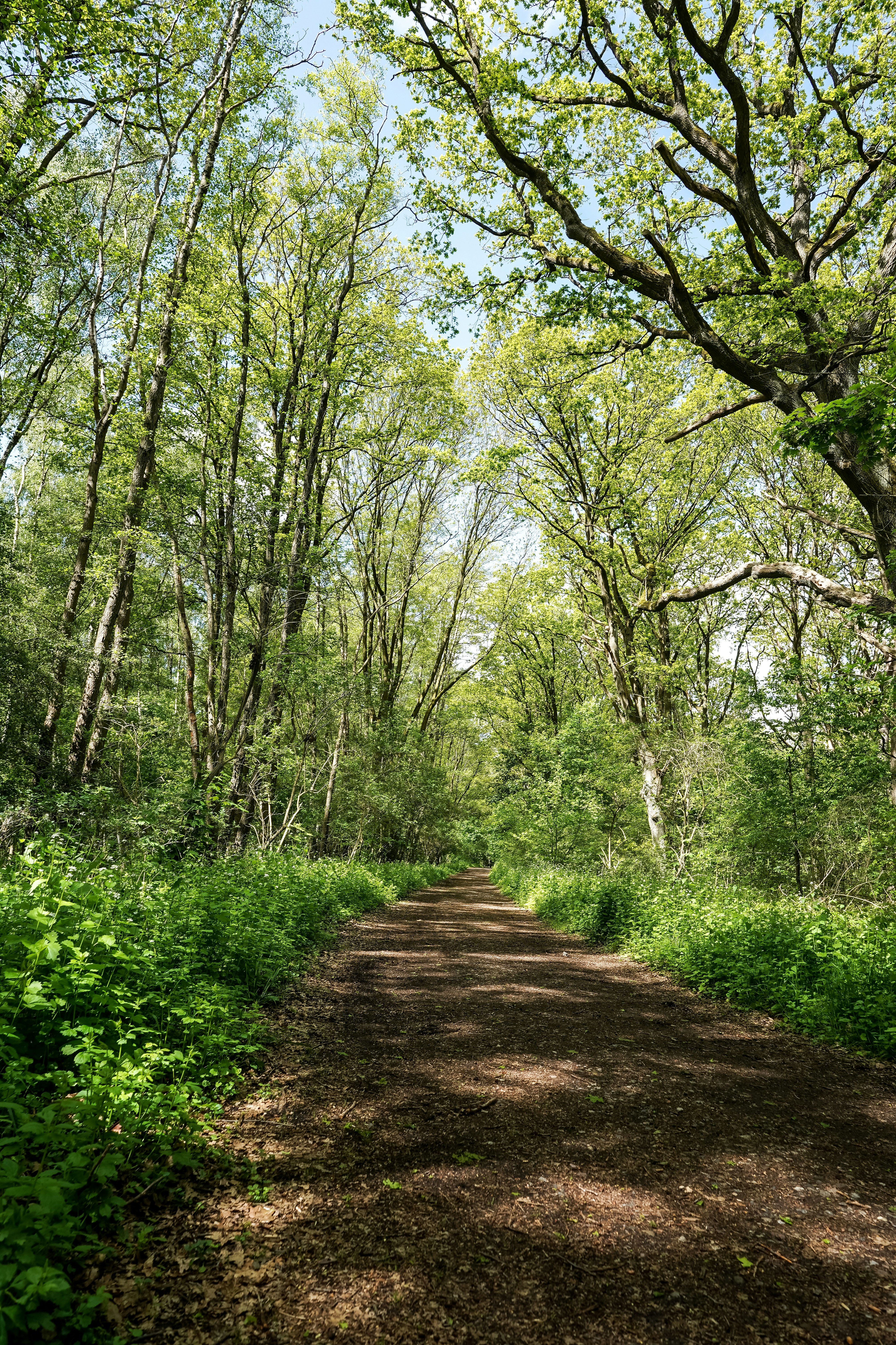 A dirt path winding through a lush green forest.