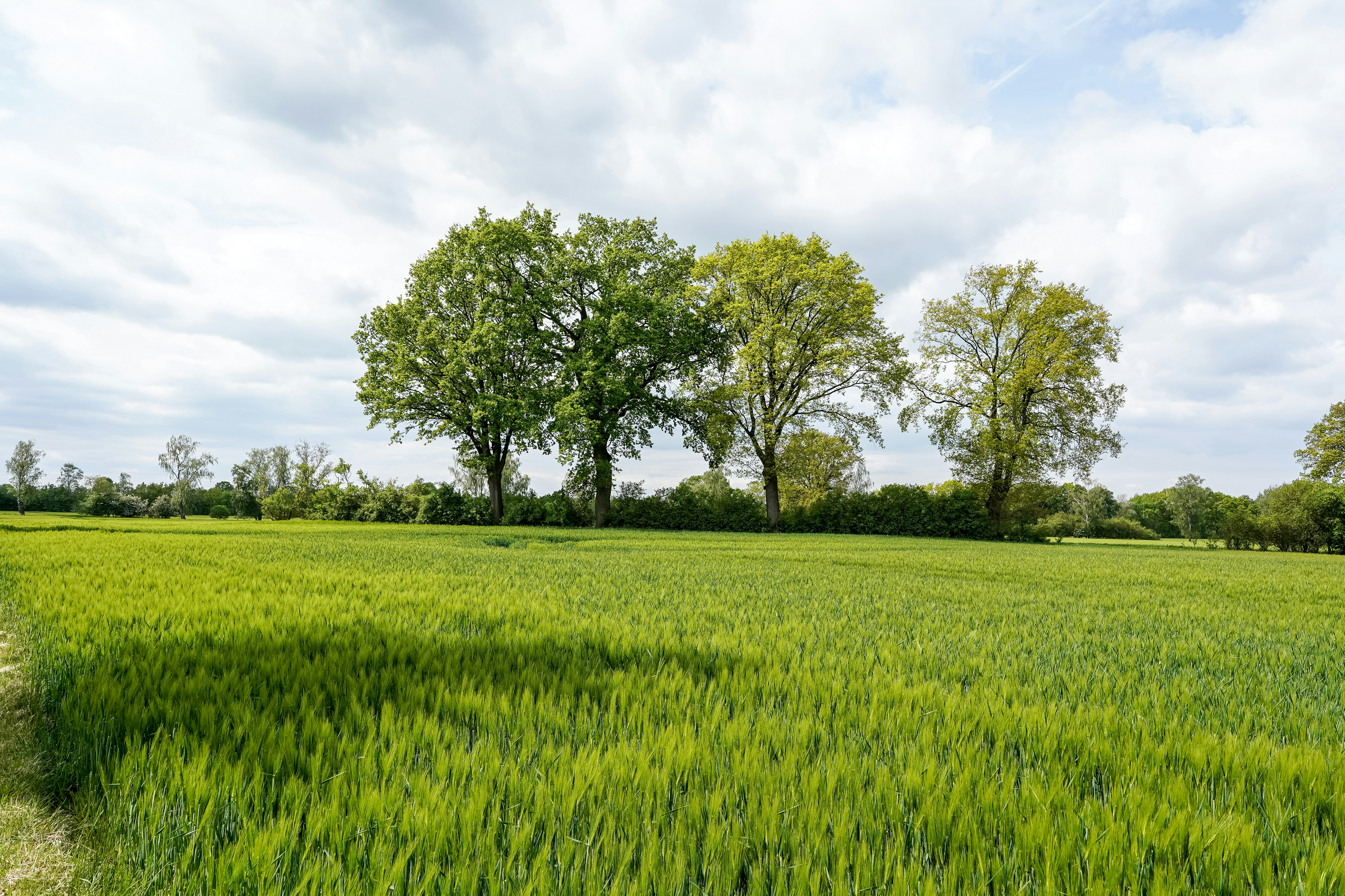 Green field with trees under a cloudy sky