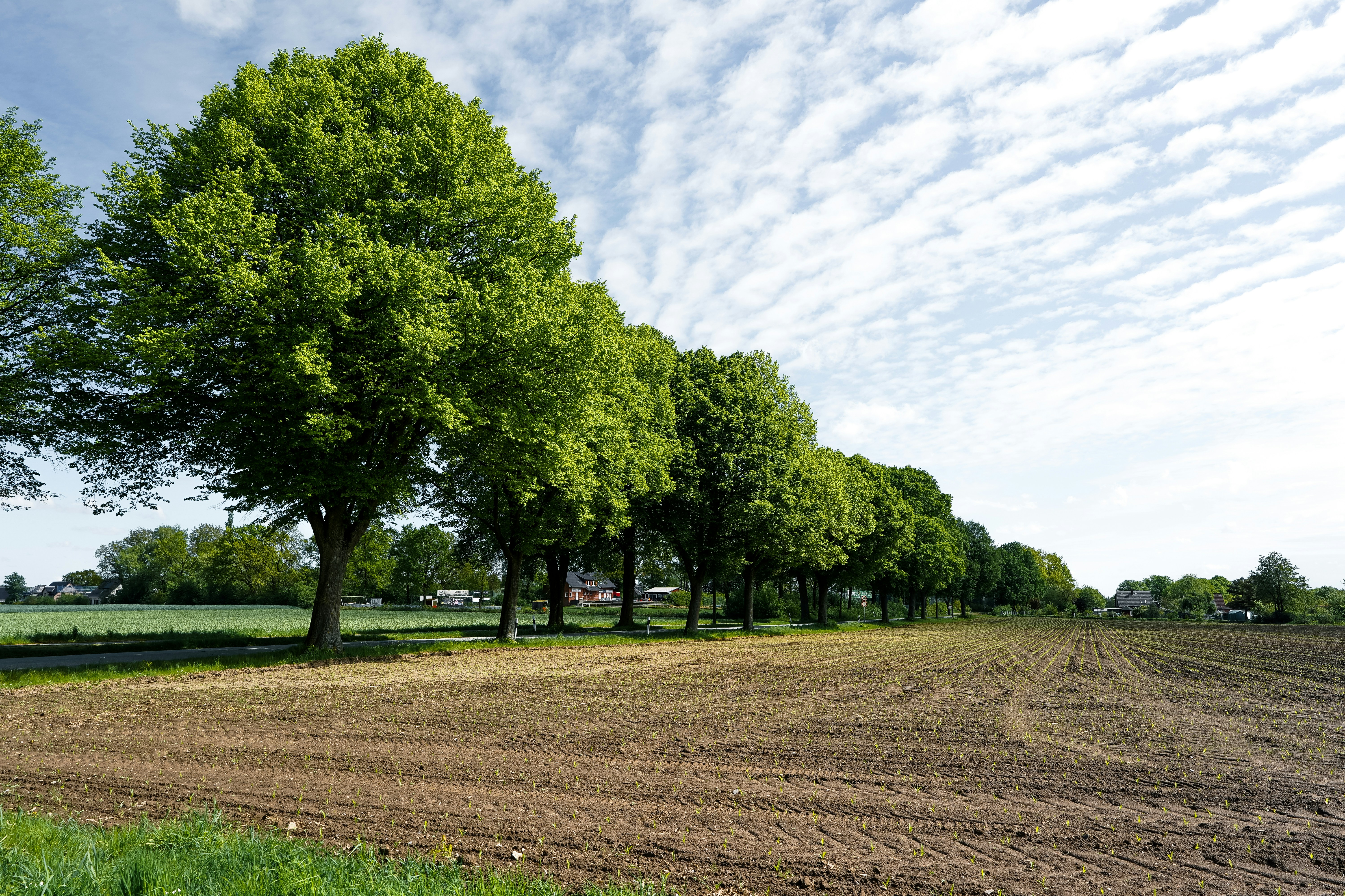 Row of green trees beside a freshly plowed field.