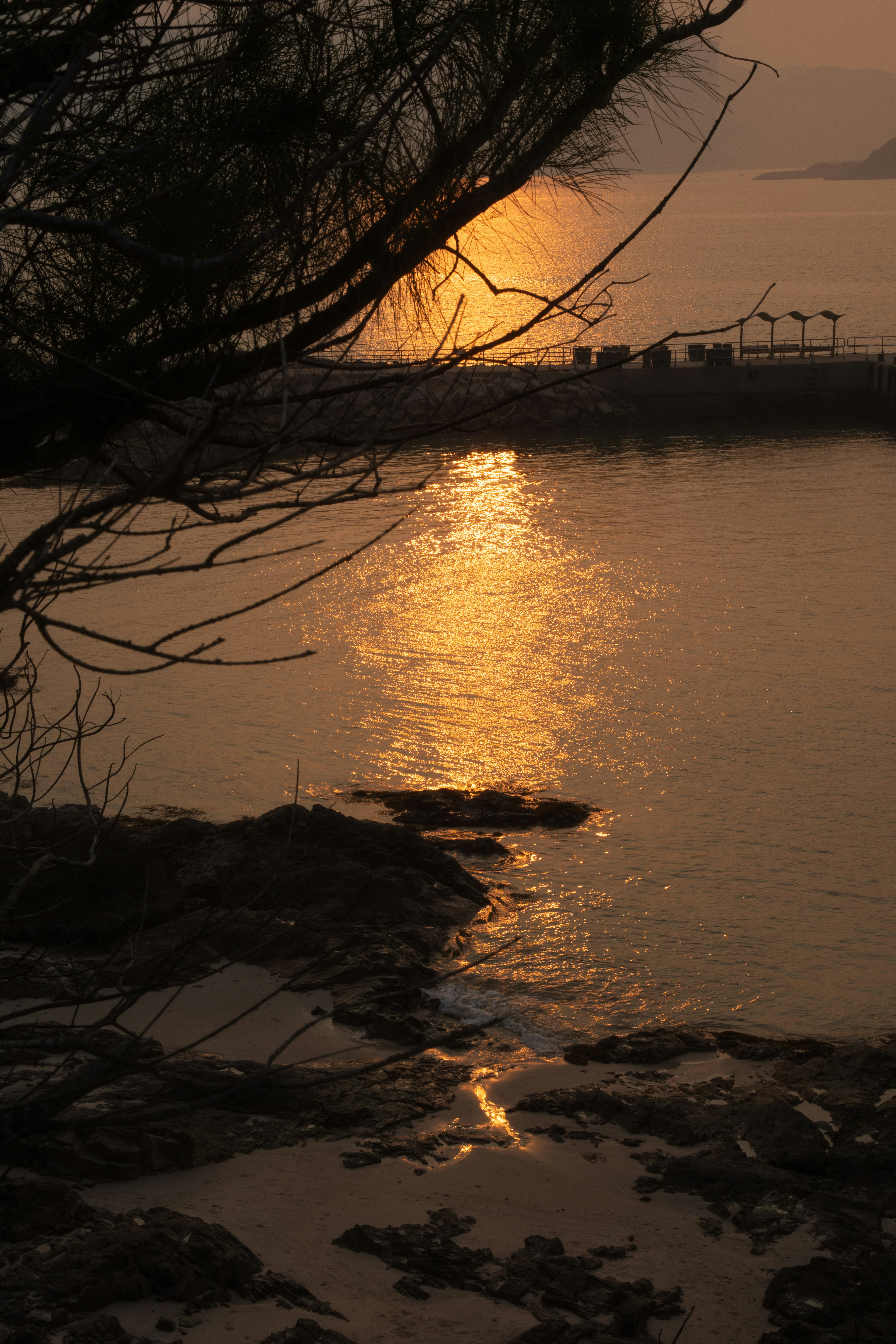 Sunset over water with rocky shore and tree branch