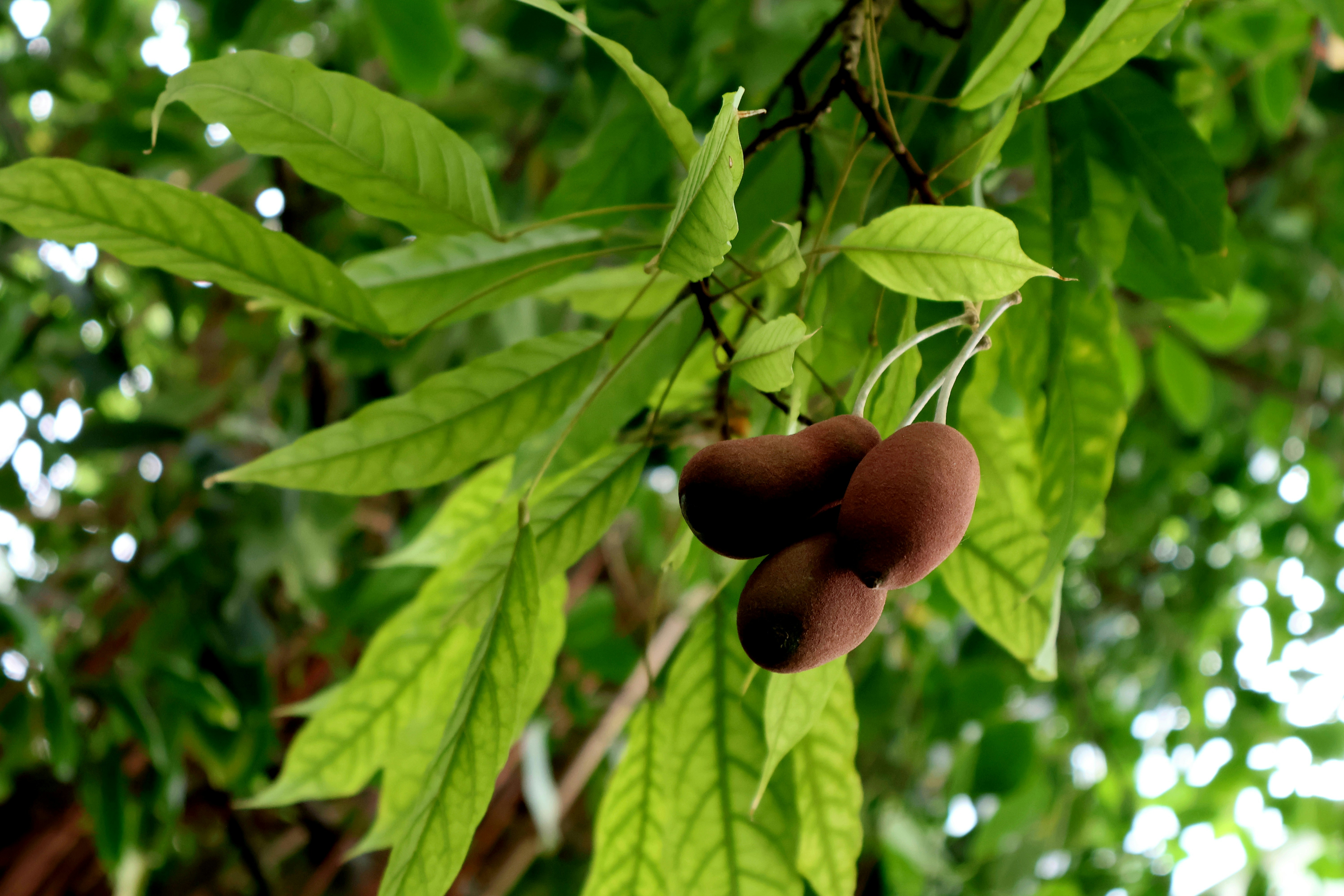 A cluster of small brown tropical fruits hangs beneath large green leaves, softly lit by natural light in a lush rainforest-like setting.