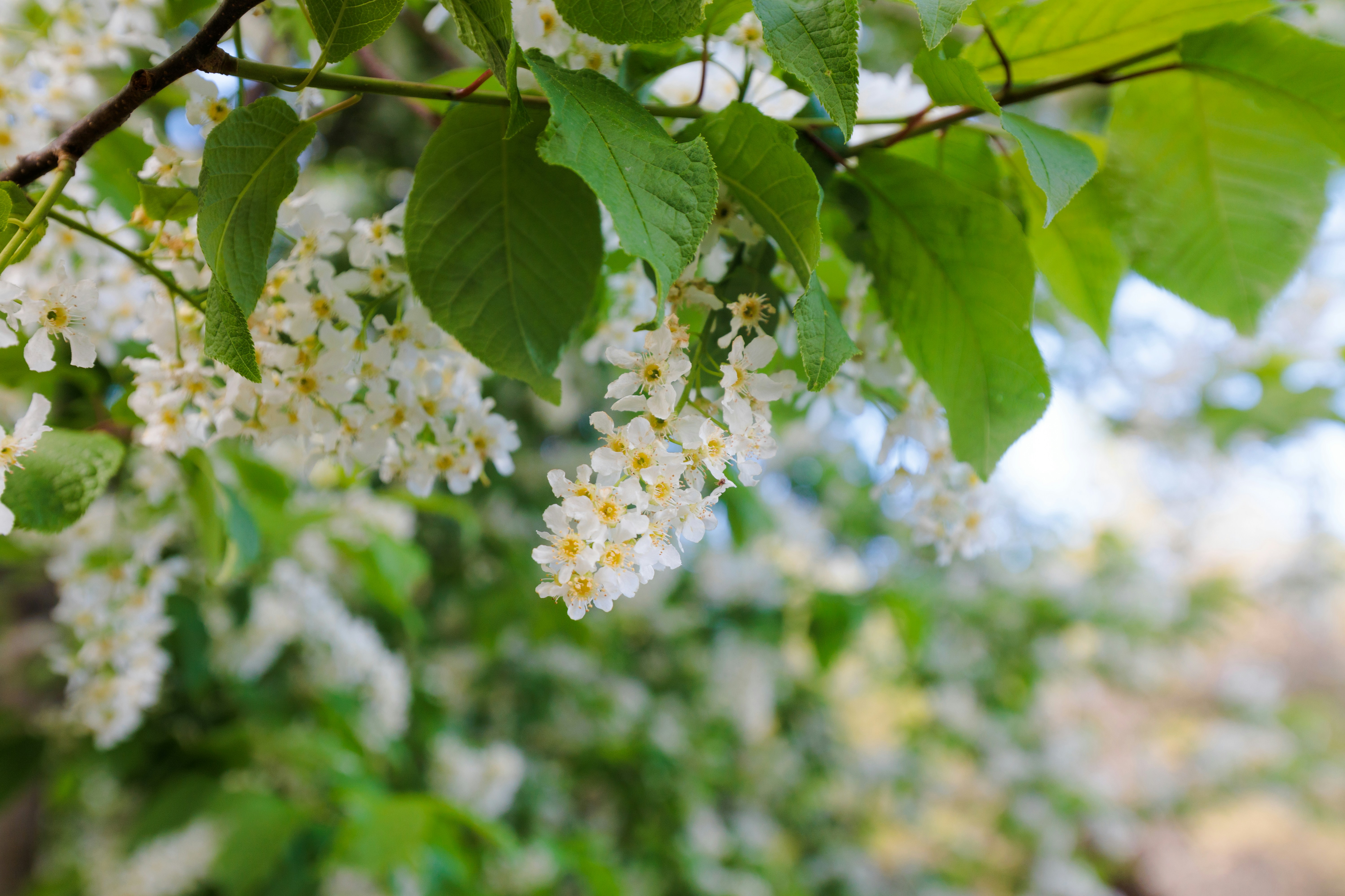 Photo by raedkasrawani