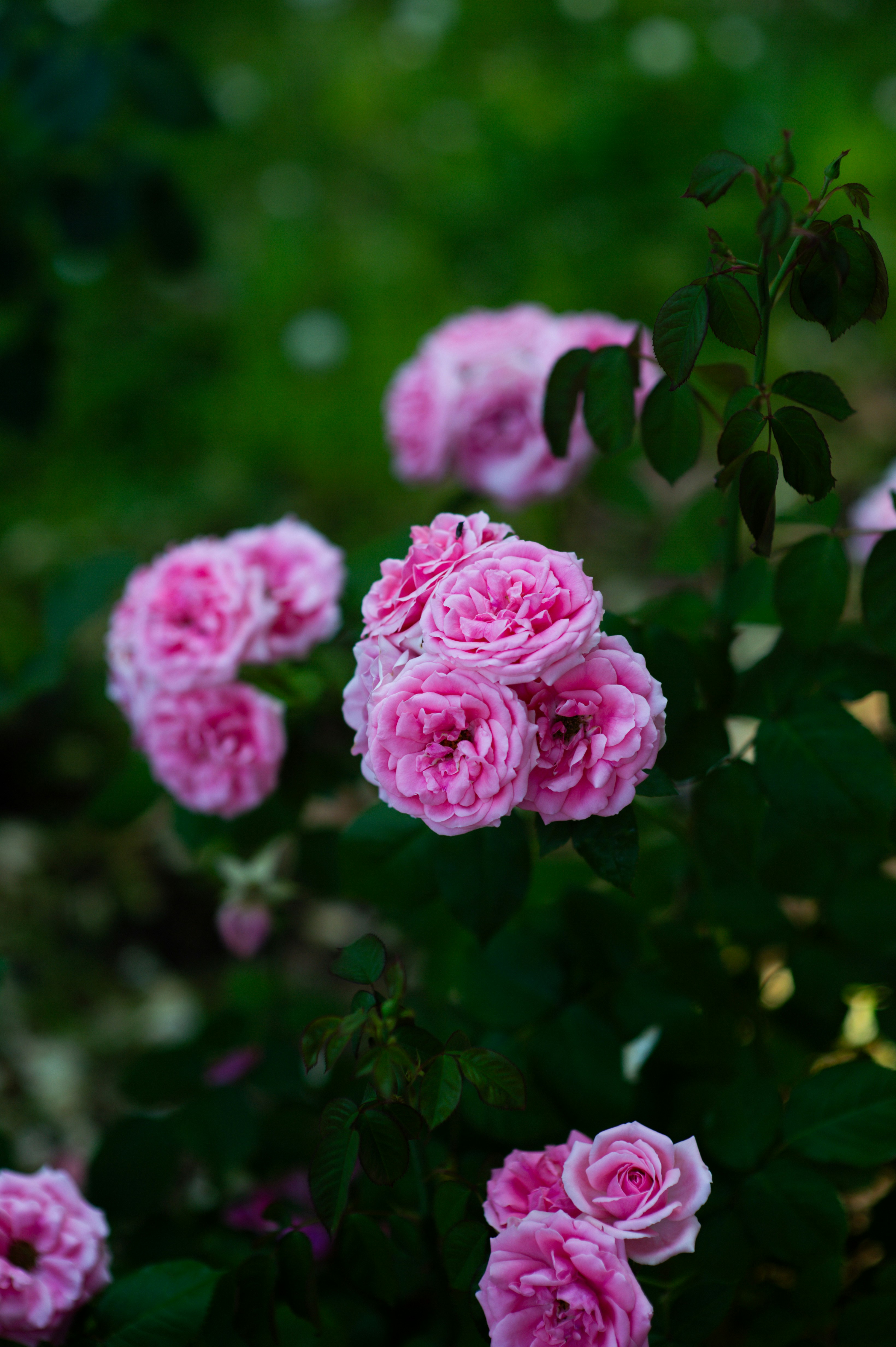 Photo by isoten