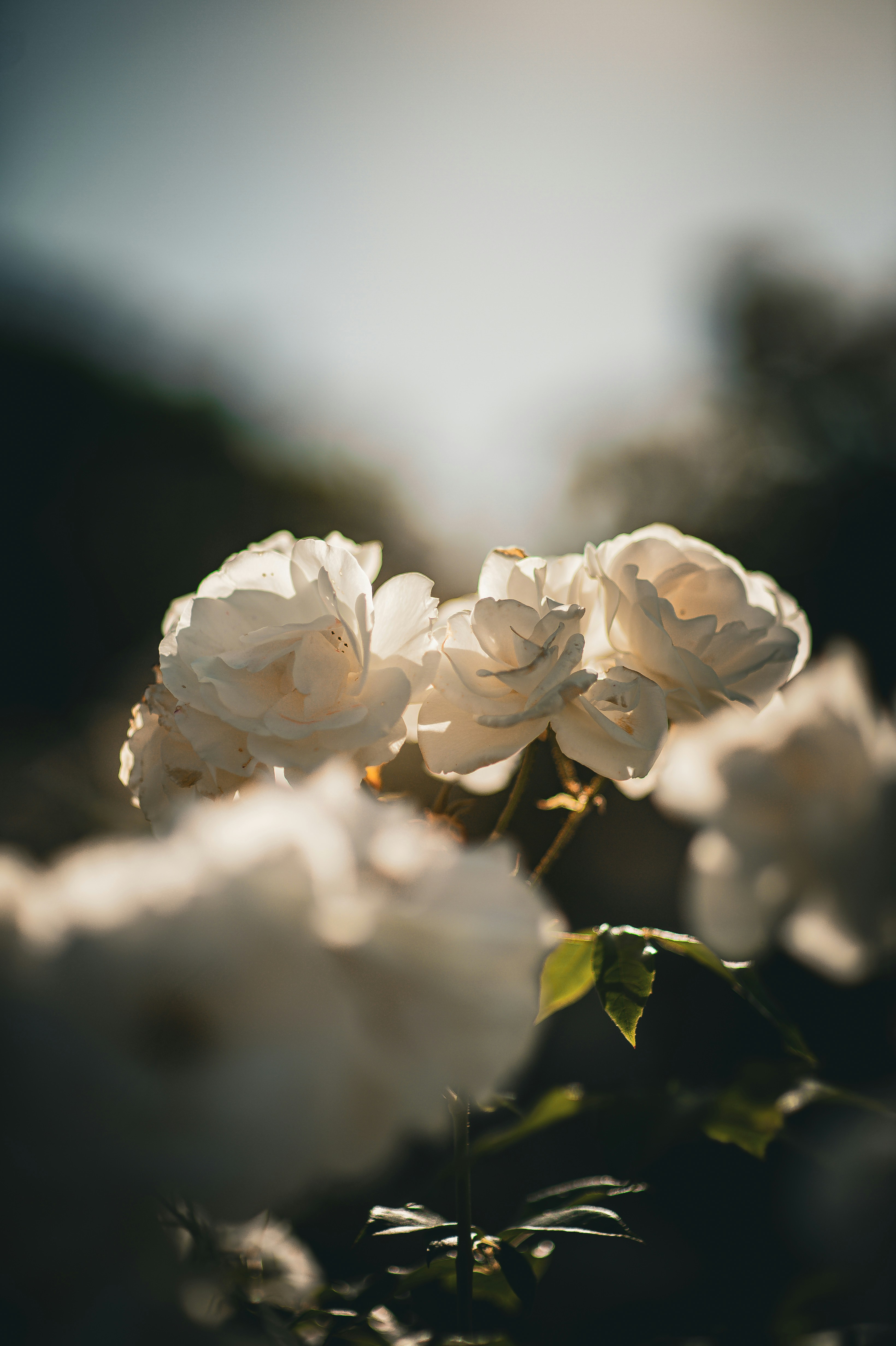 Photo by isoten