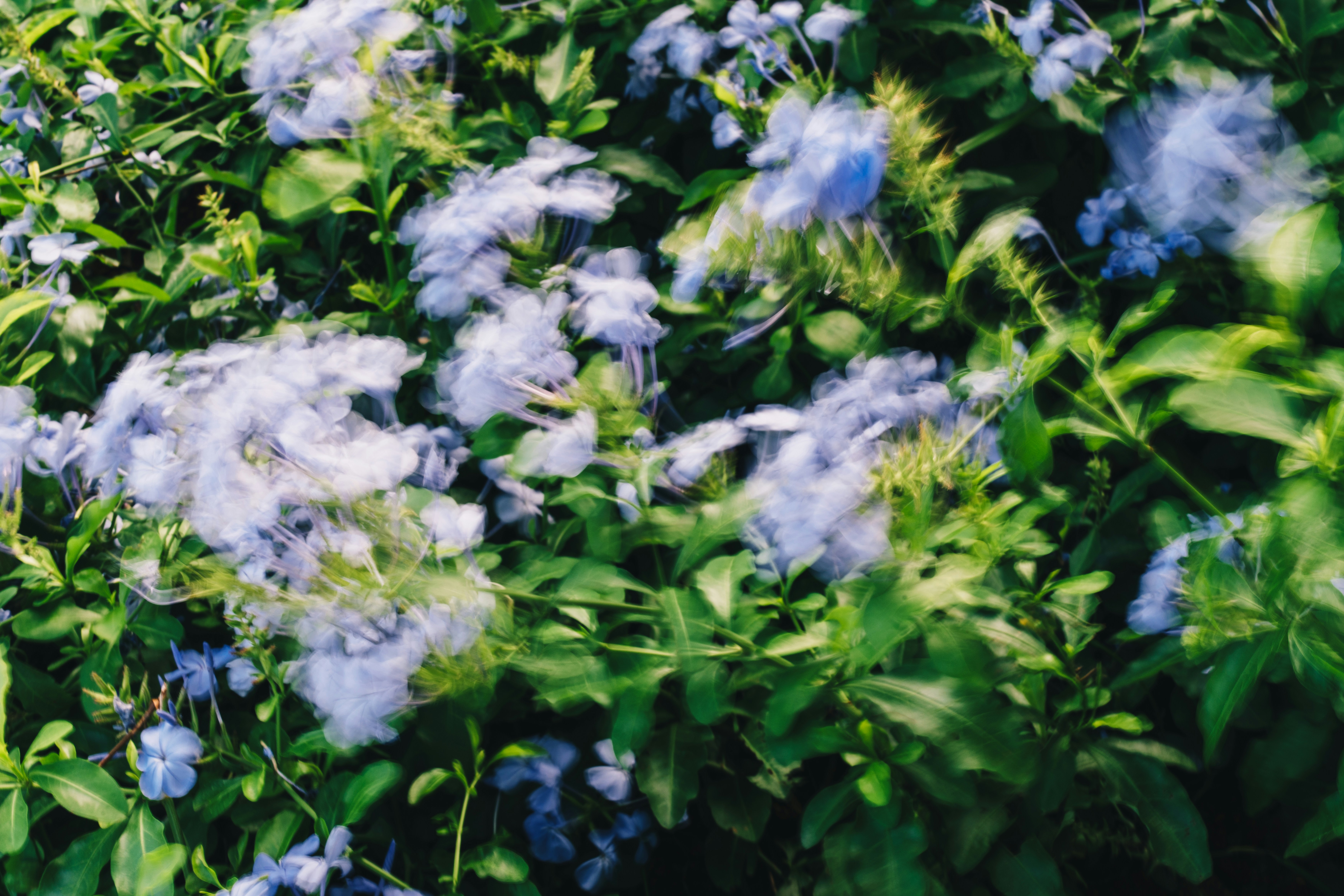 Delicate blue flowers with fluffy centers and green leaves.