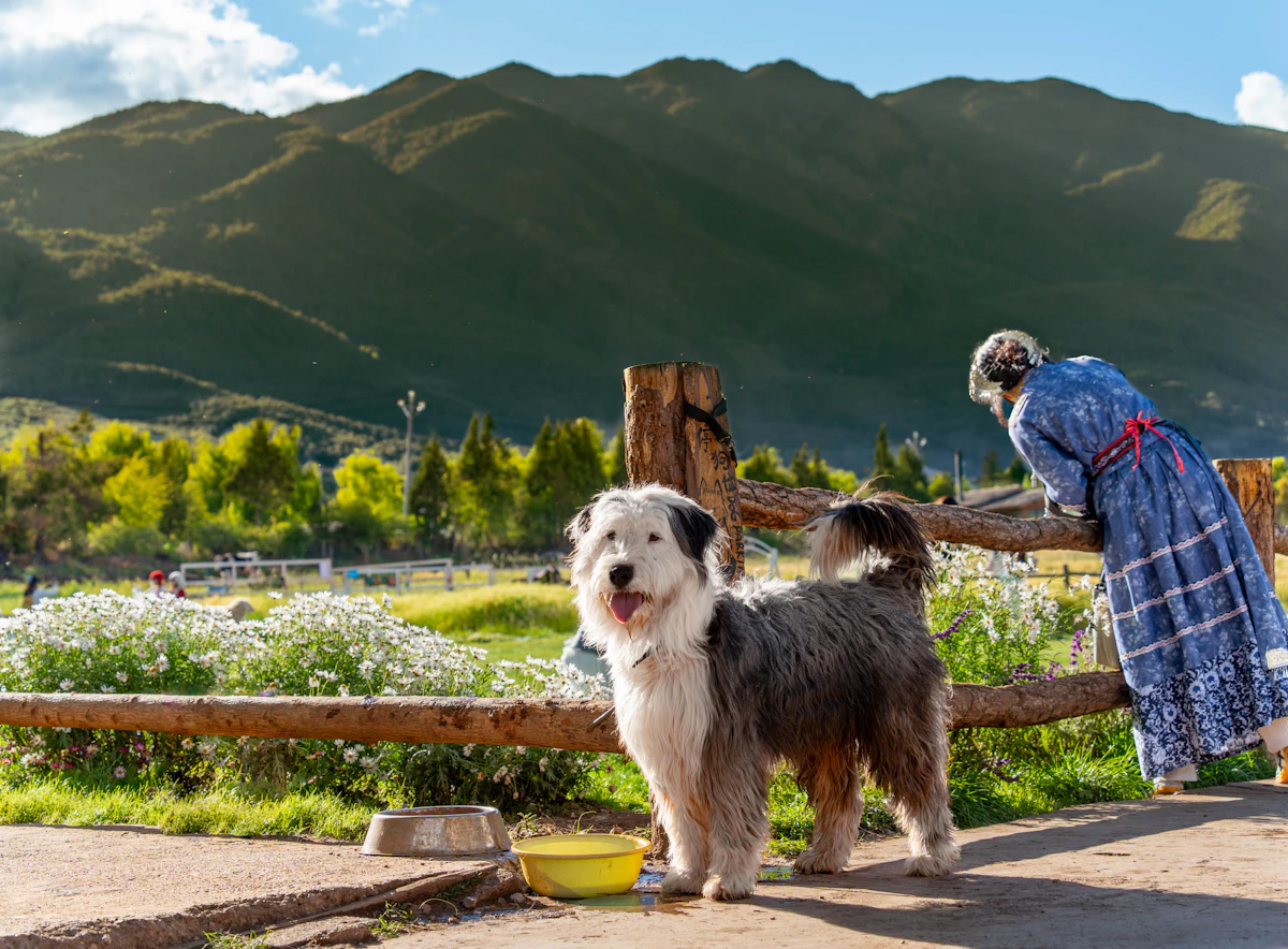 Veterinary Client Lifetime Value: Lift CLV 30% in 2026