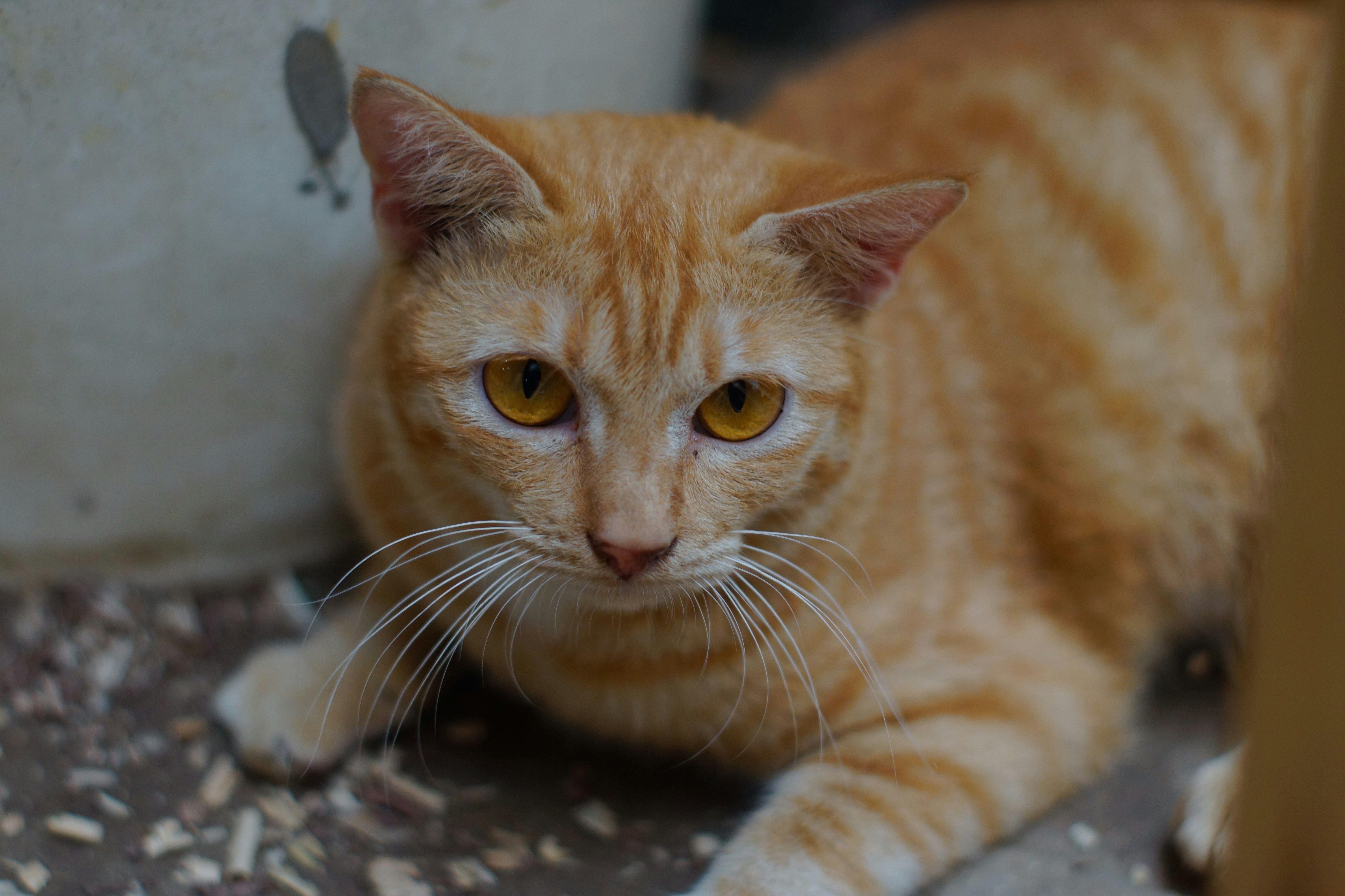 An orange tabby cat with yellow eyes looking forward.