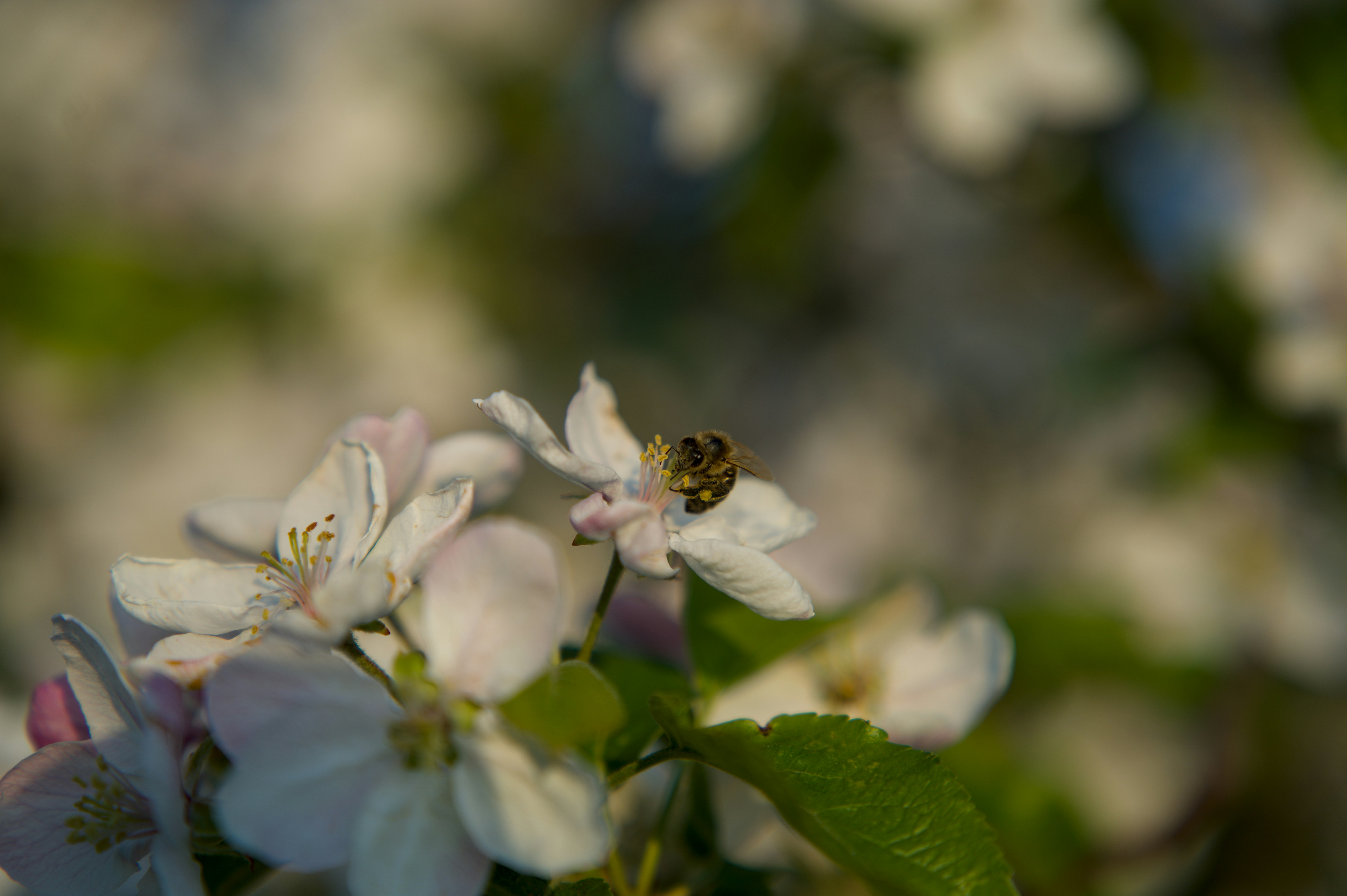 Photo by eizenkopp