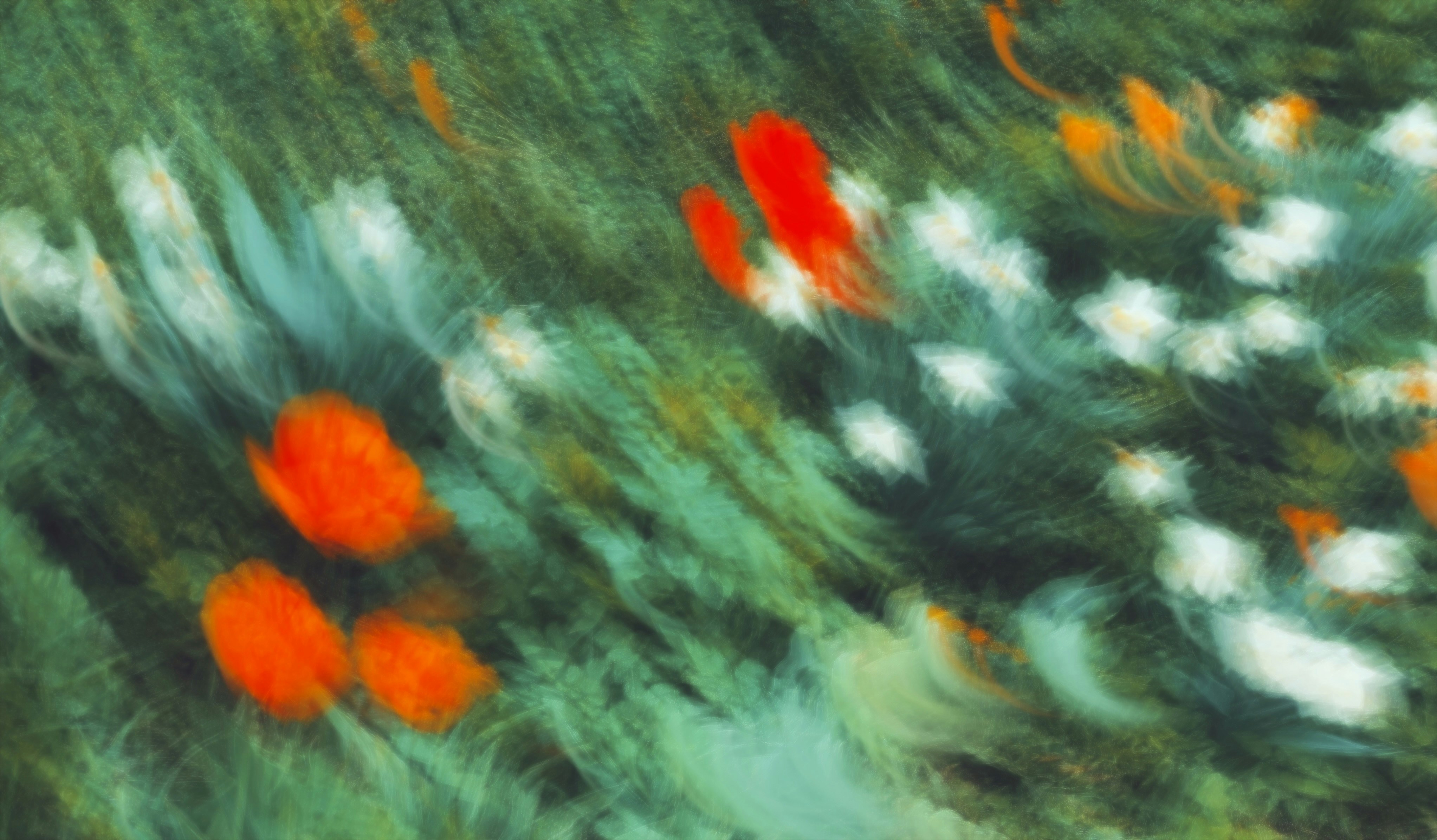 Abstraktes, verschwommenes Feld aus roten und weißen Blumen.