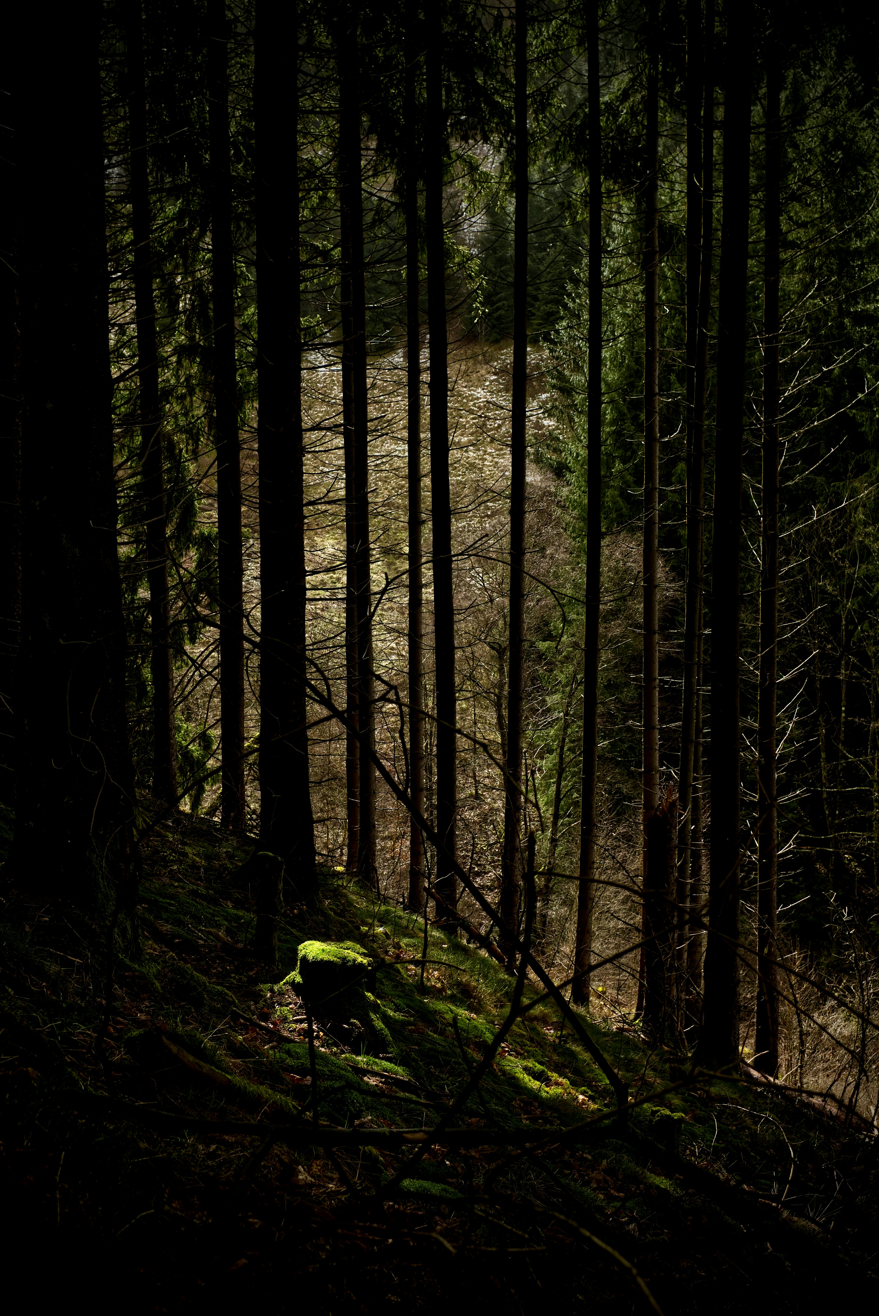Sunlight streams through a dark, mossy forest path