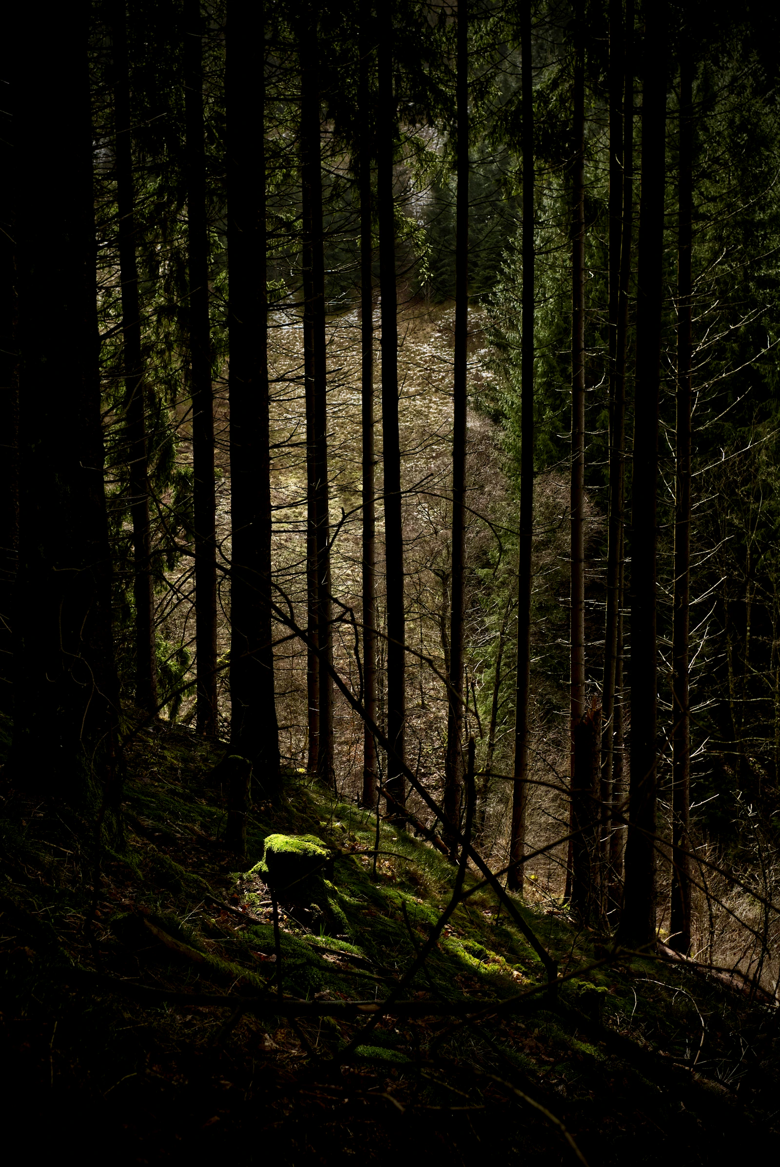 Deep Forest Wilderness & Bushcraft Jungle Camp preview 5