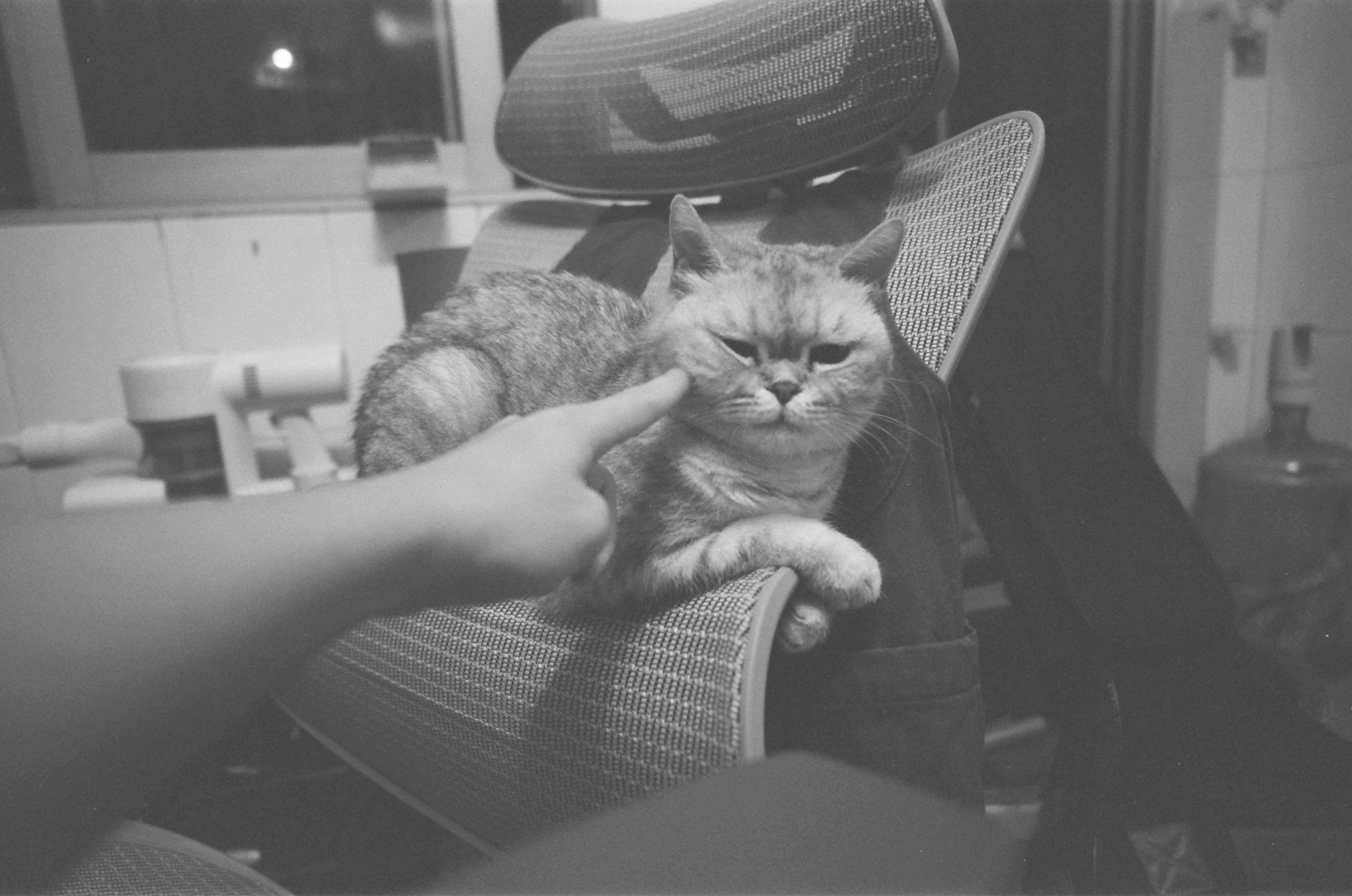 Your Cat Is Talking to You Constantly — Here's How to Actually Listen