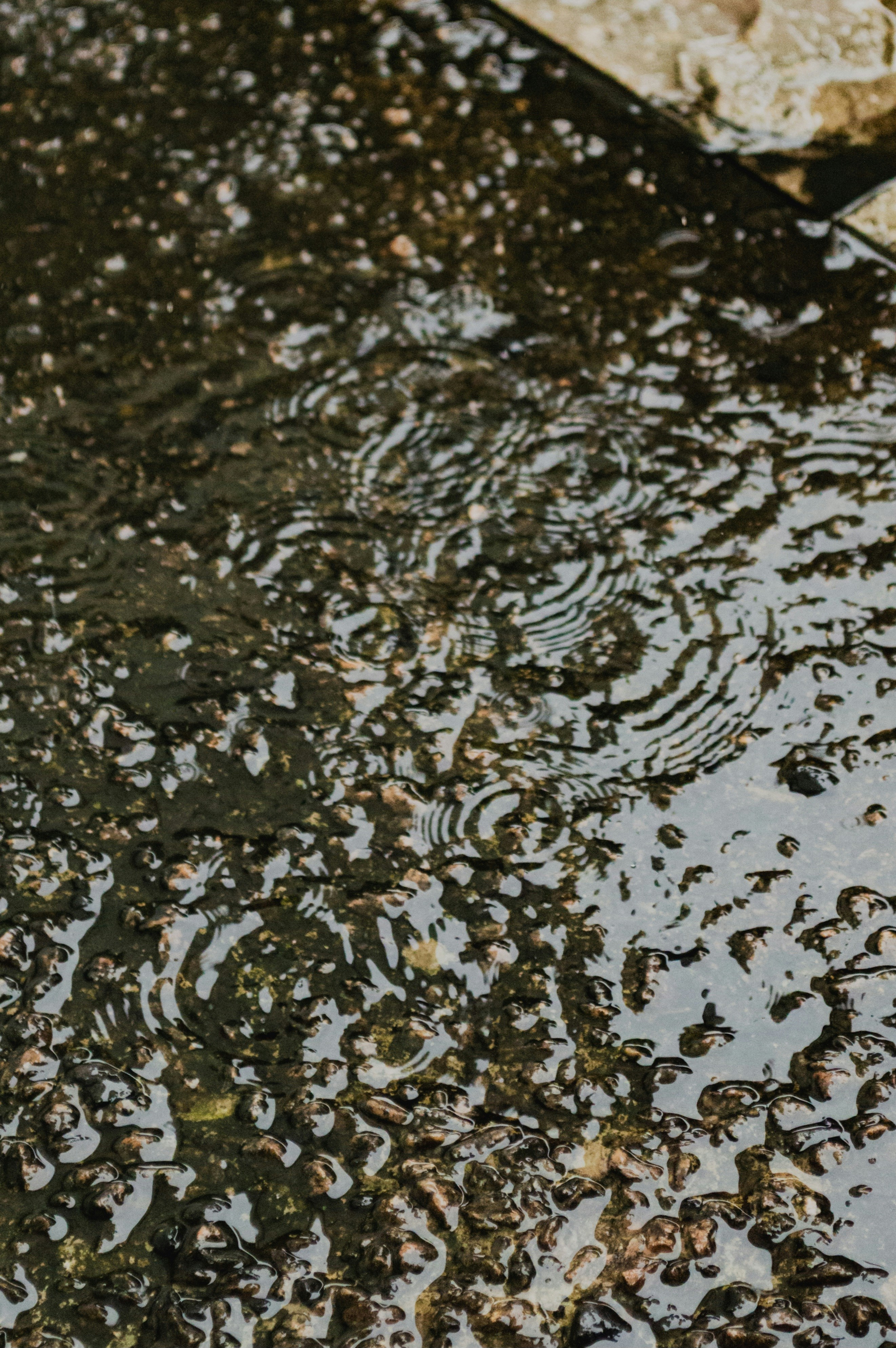 Gotas de chuva criando ondulações em uma superfície escura, úmida e texturizada.
