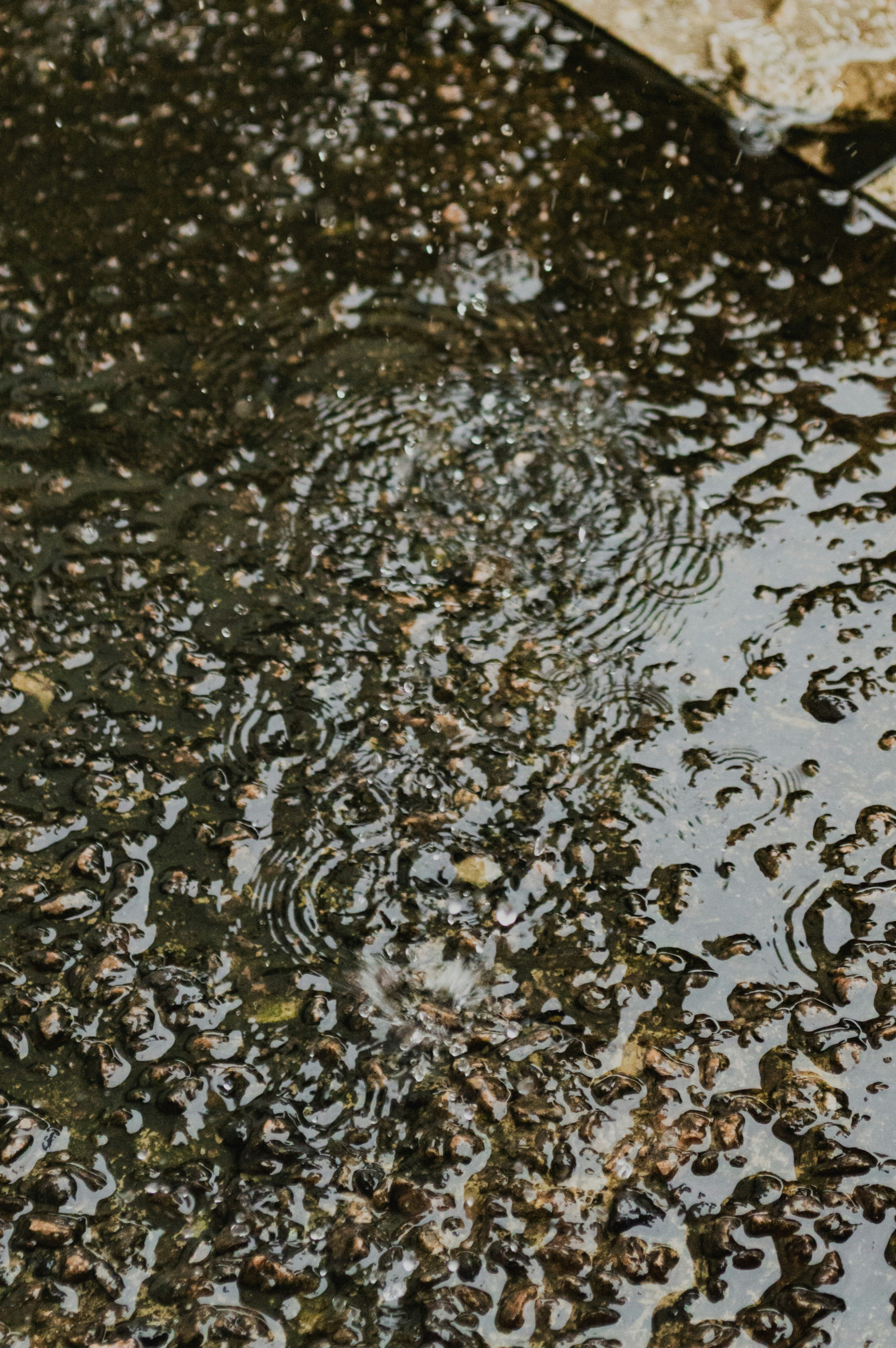 Gotas de chuva caindo sobre uma superfície úmida e texturizada, criando ondulações.
