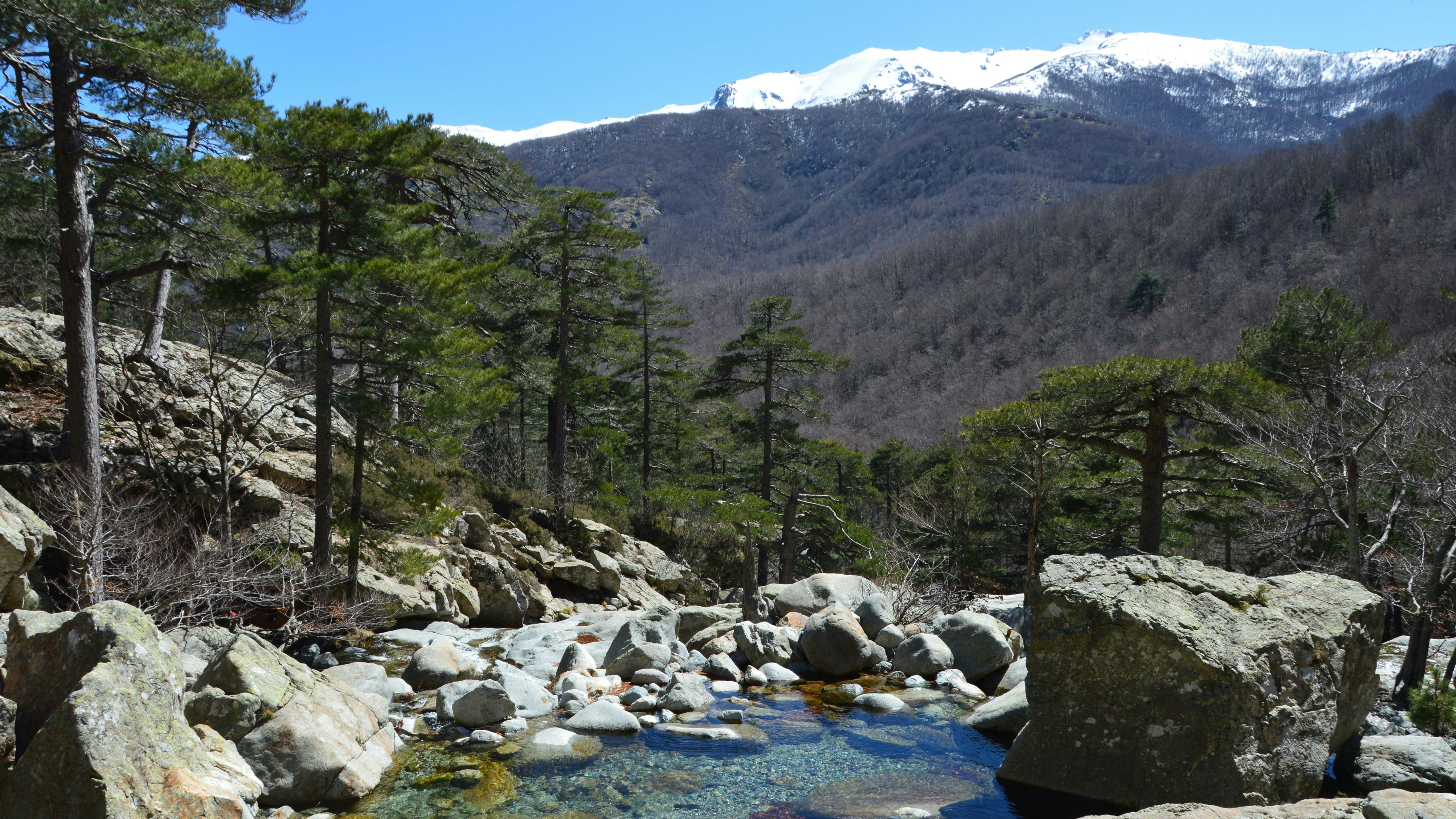Paesaggio montuoso con pini e ruscello roccioso