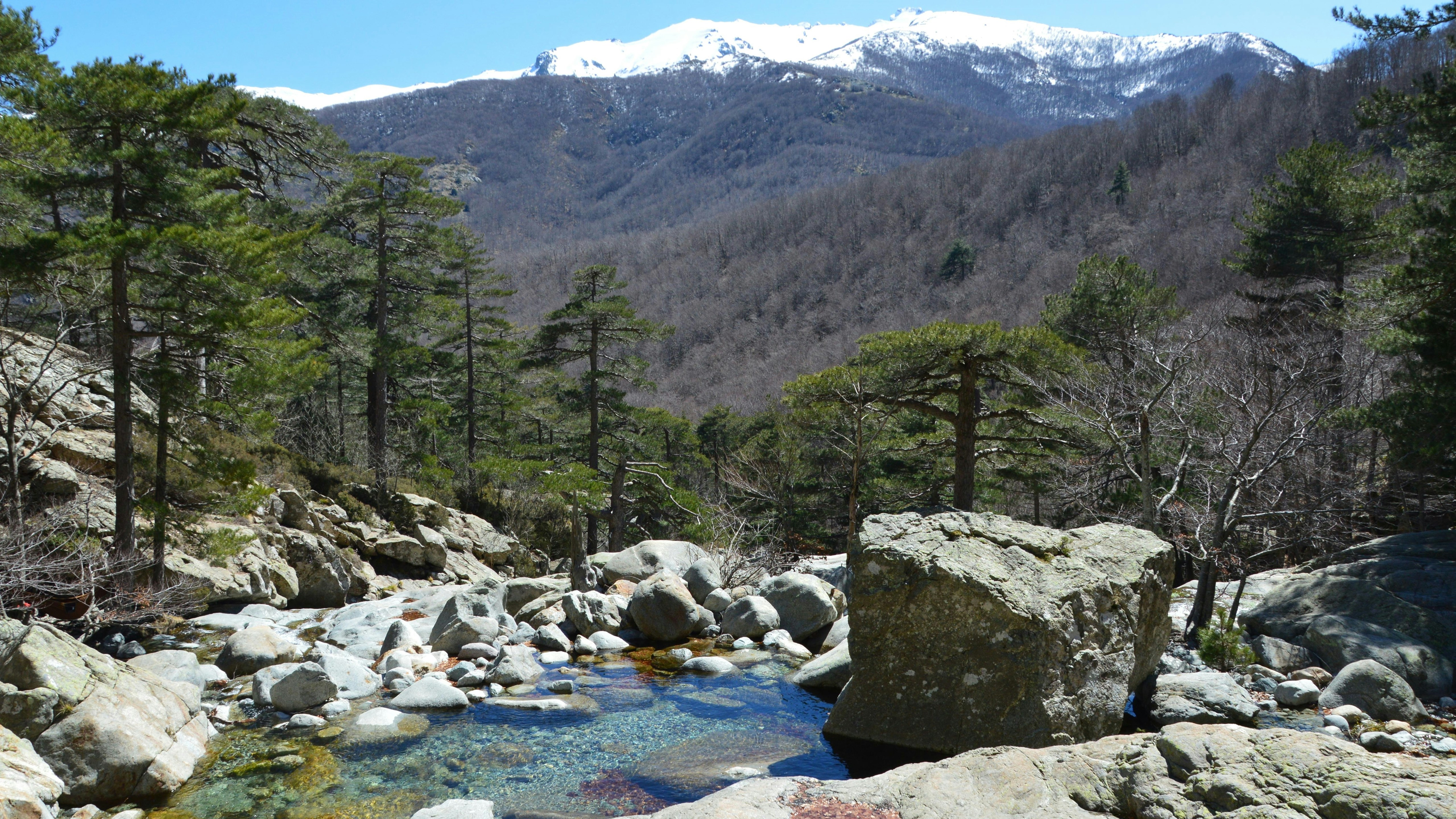 Un ruscello roccioso attraversa una foresta con montagne innevate.
