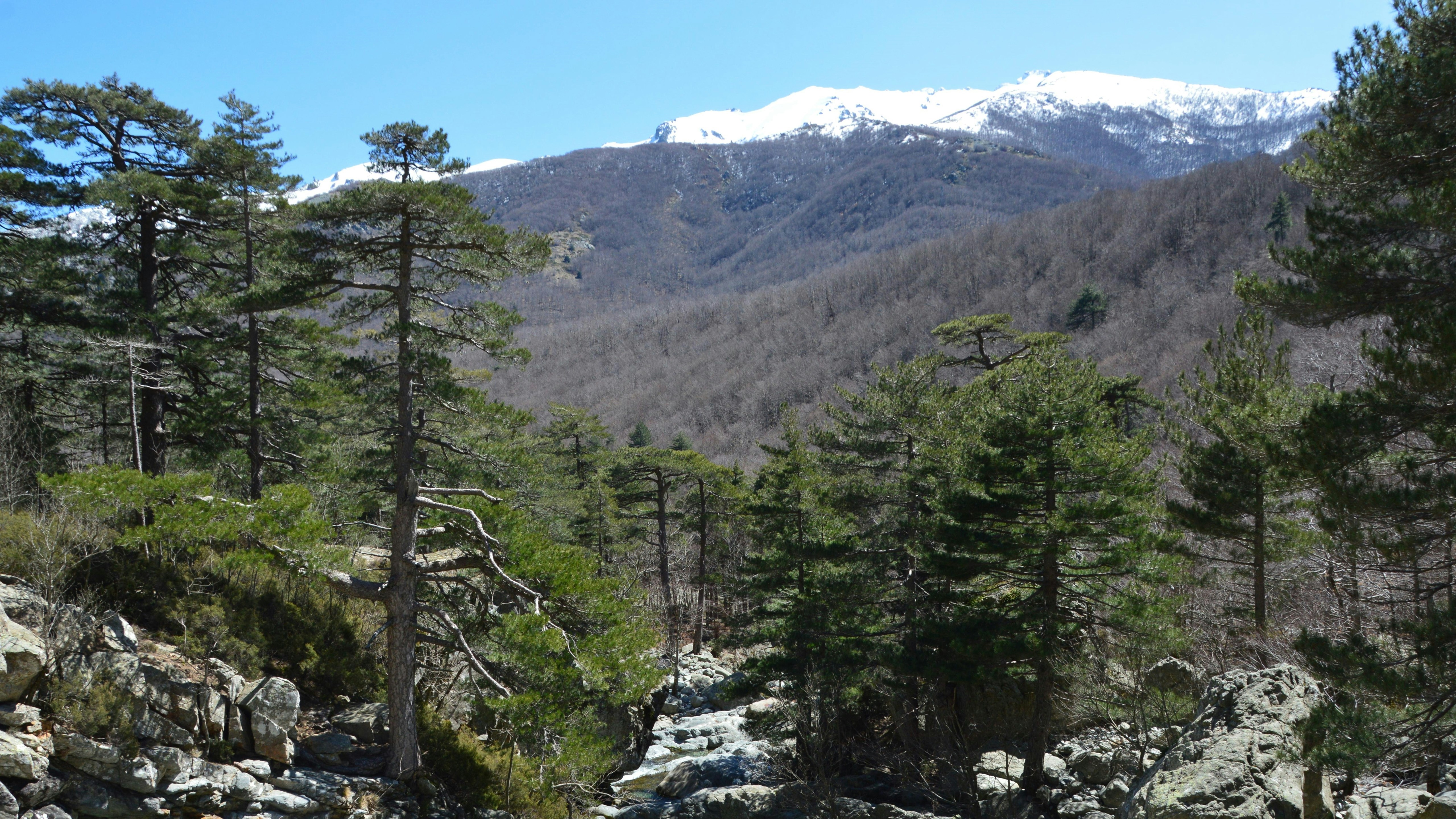 Pini su terreni rocciosi con montagne innevate oltre la testa innevata.