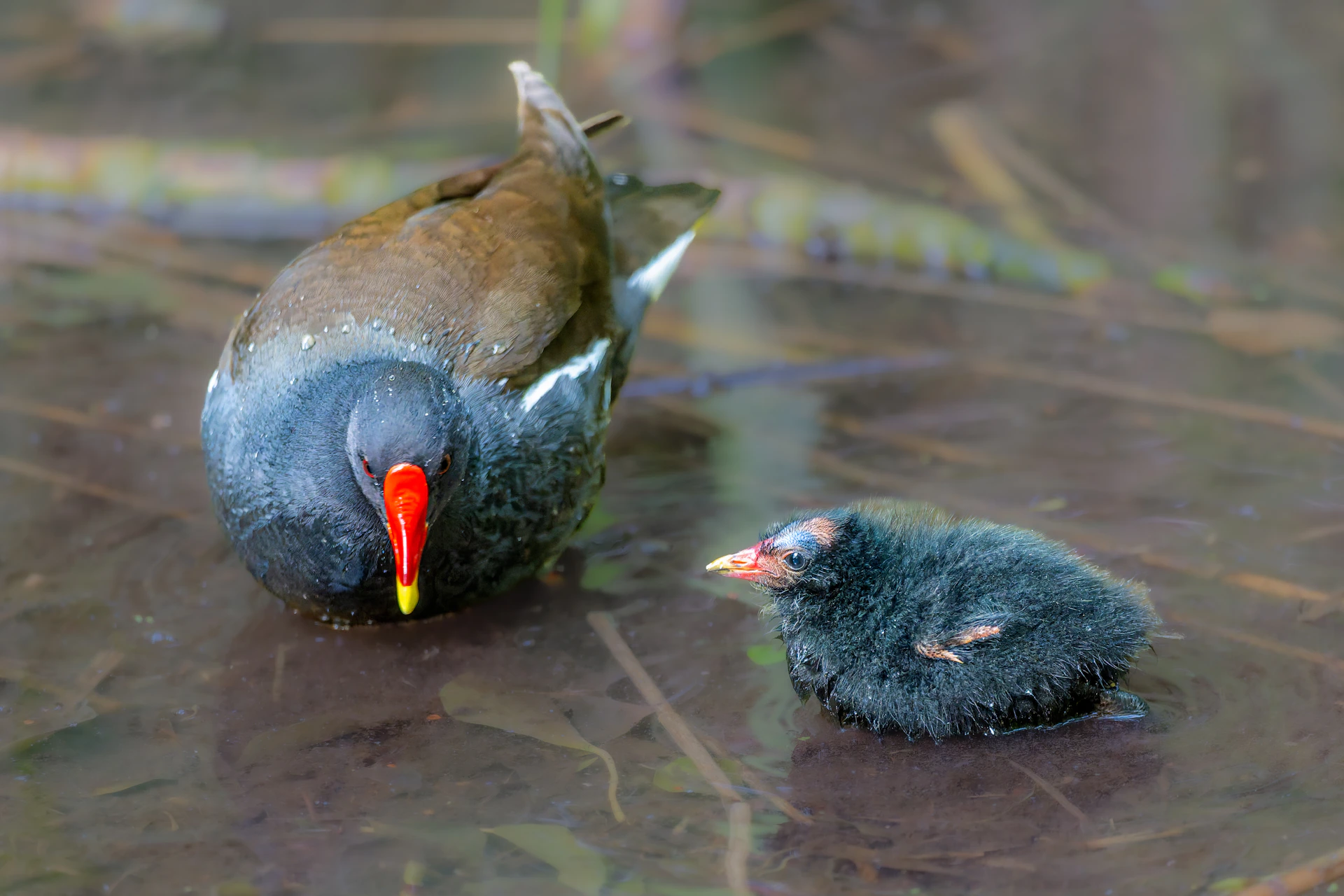 A mother bird and her chick in shallow water.