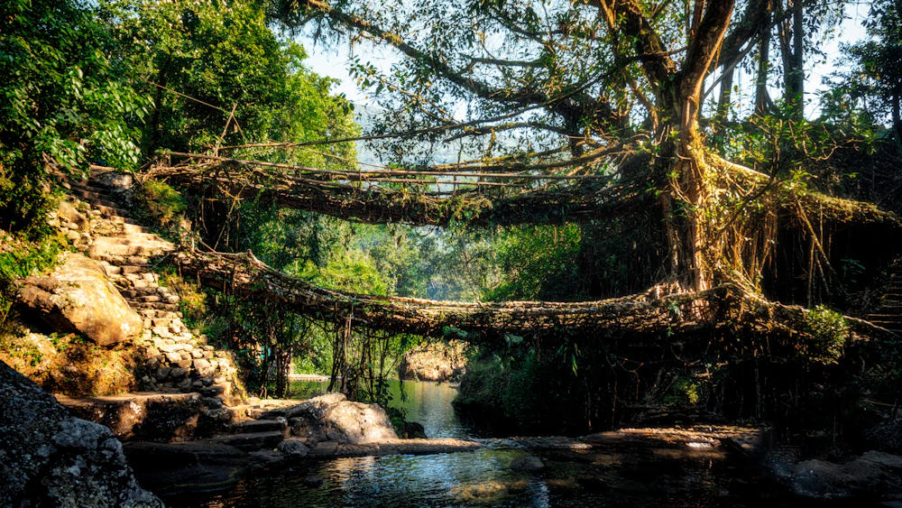Double Decker Living Root Bridge in Nongriat, Meghalaya