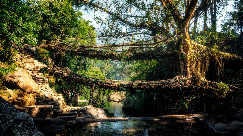 Living root bridge in Nongriat, Meghalaya