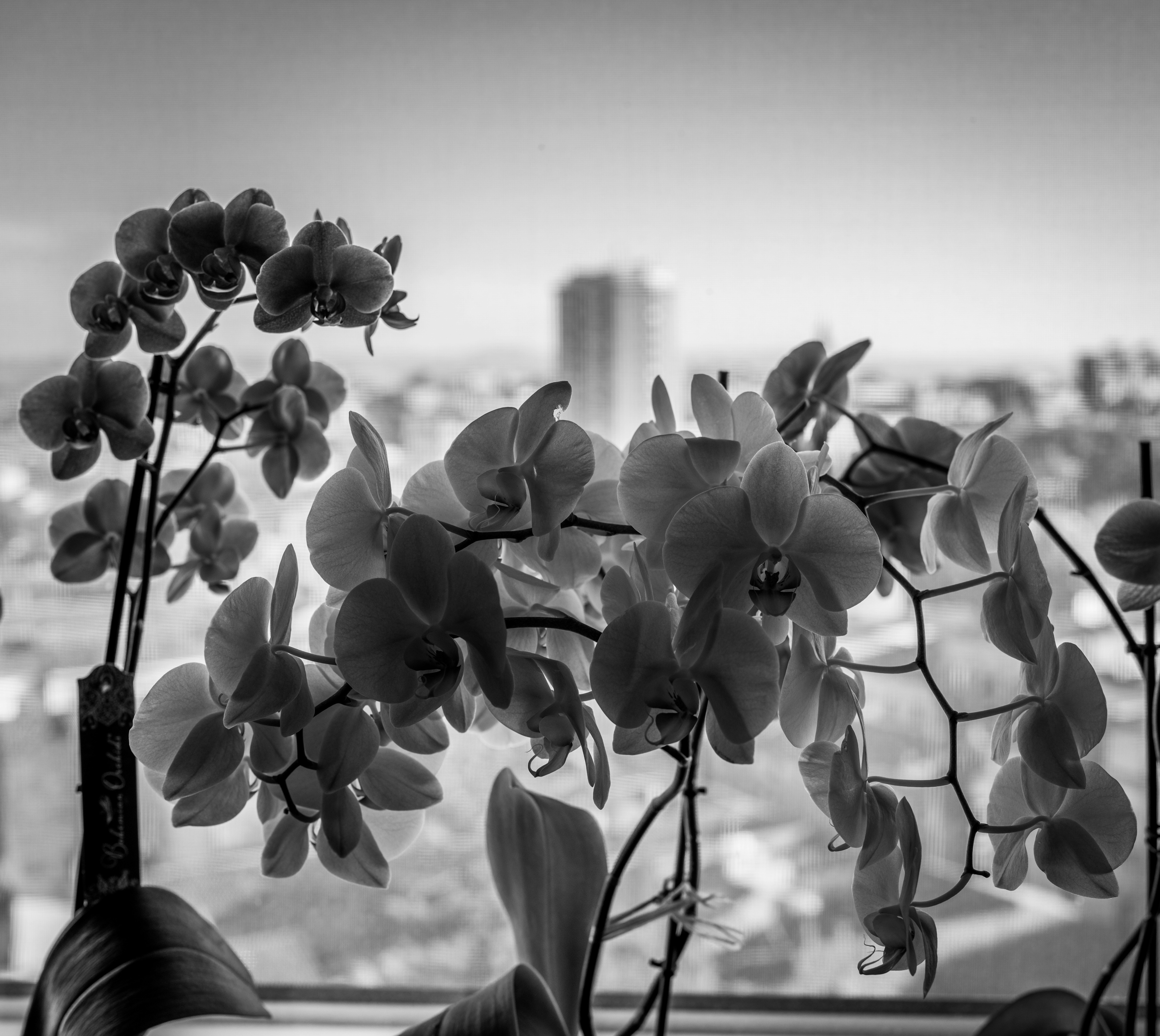 Black and white orchids overlooking a city skyline.