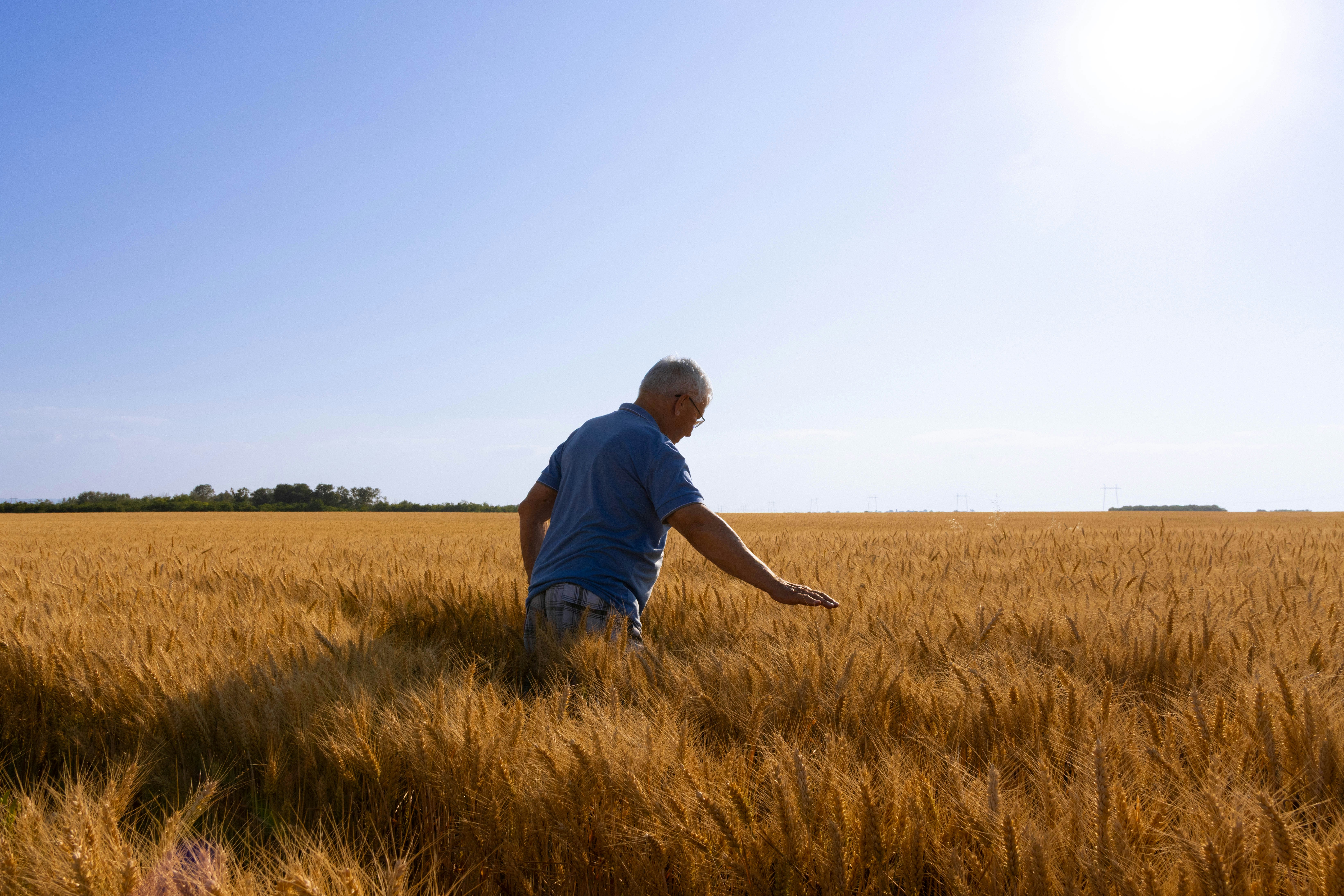 A farmer examining wheat in a field