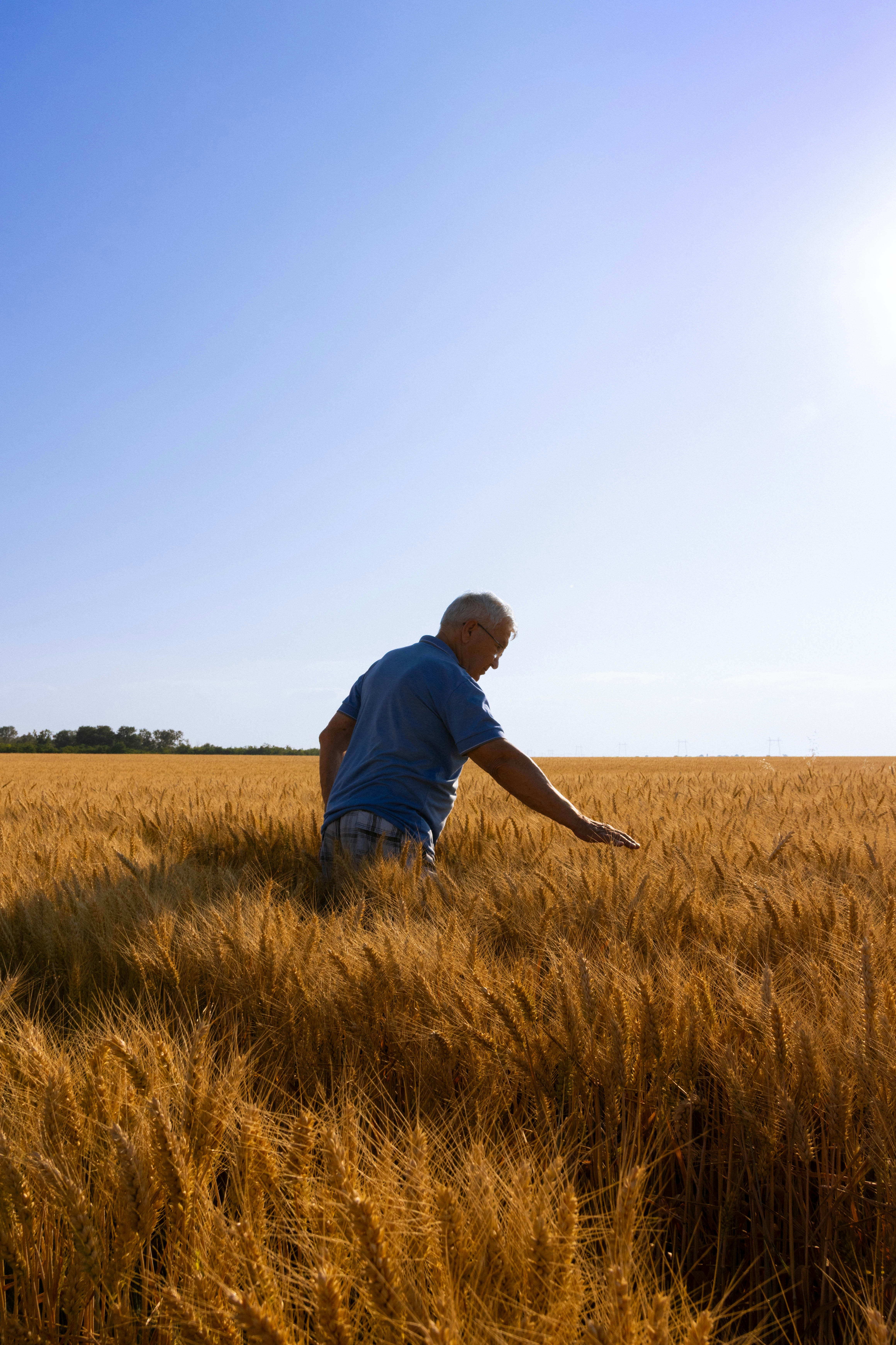 Farmer inspecting a golden wheat field