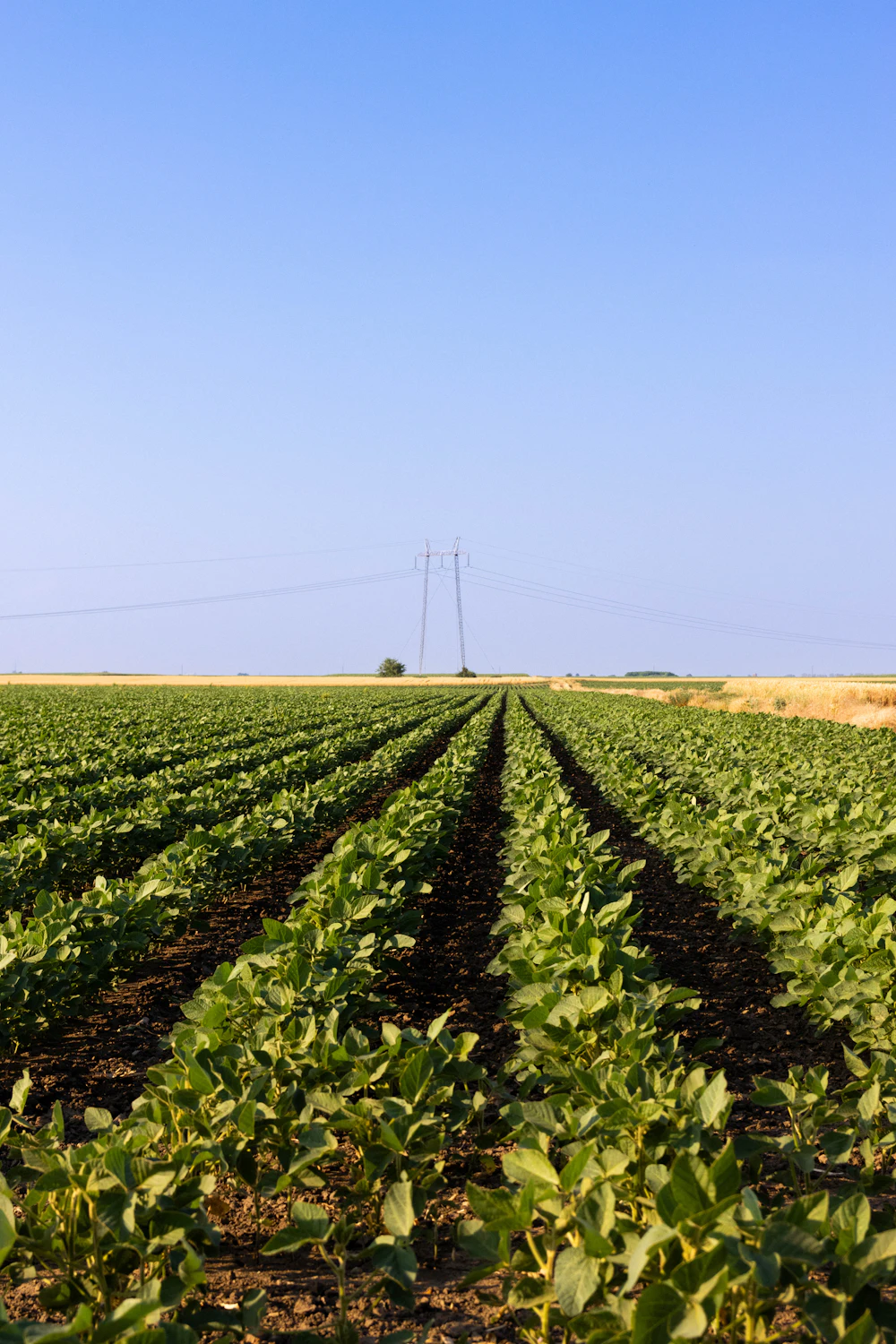 Rows of soybean plants growing in a field