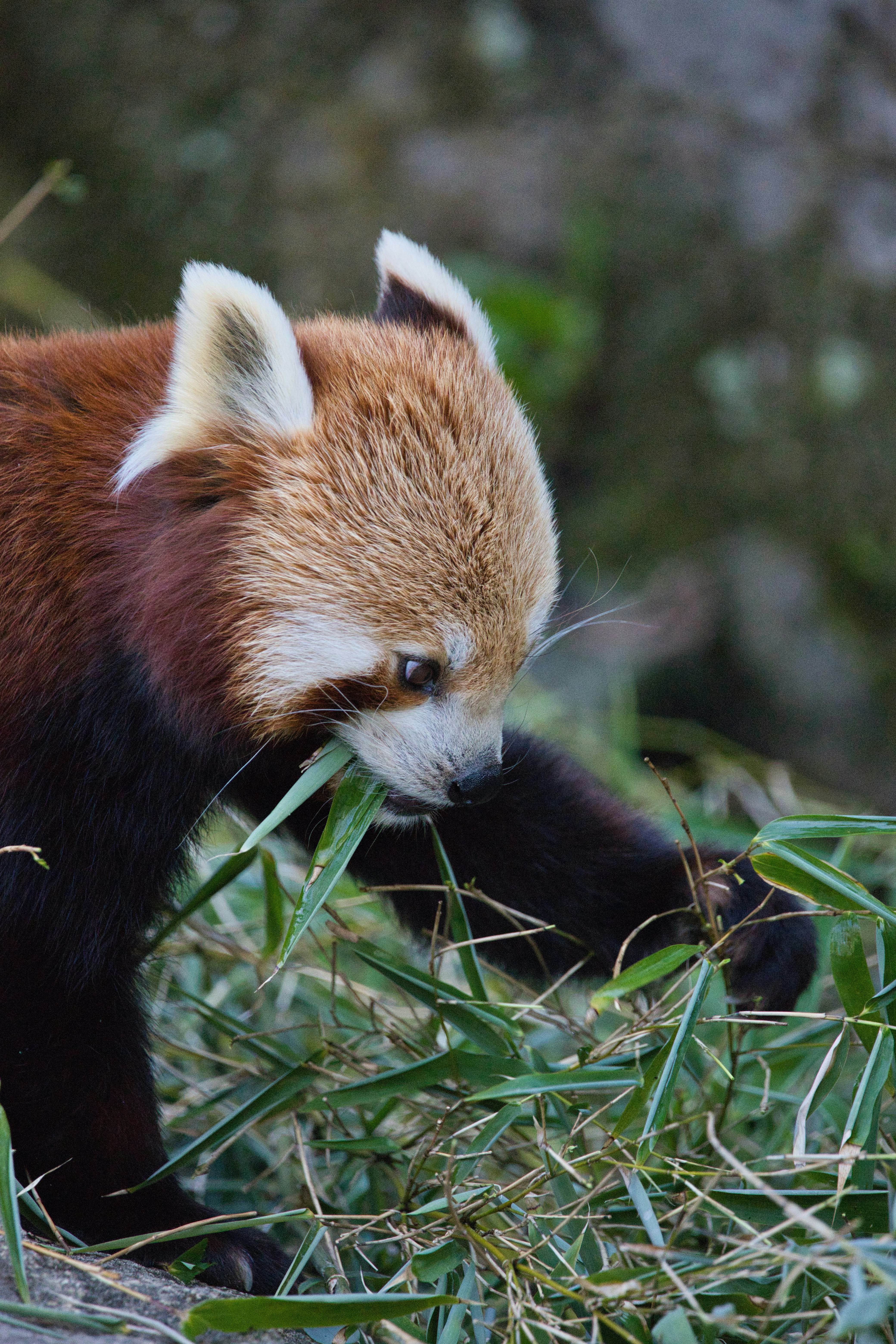 Un panda rosso mangia foglie di bambù in una foresta.