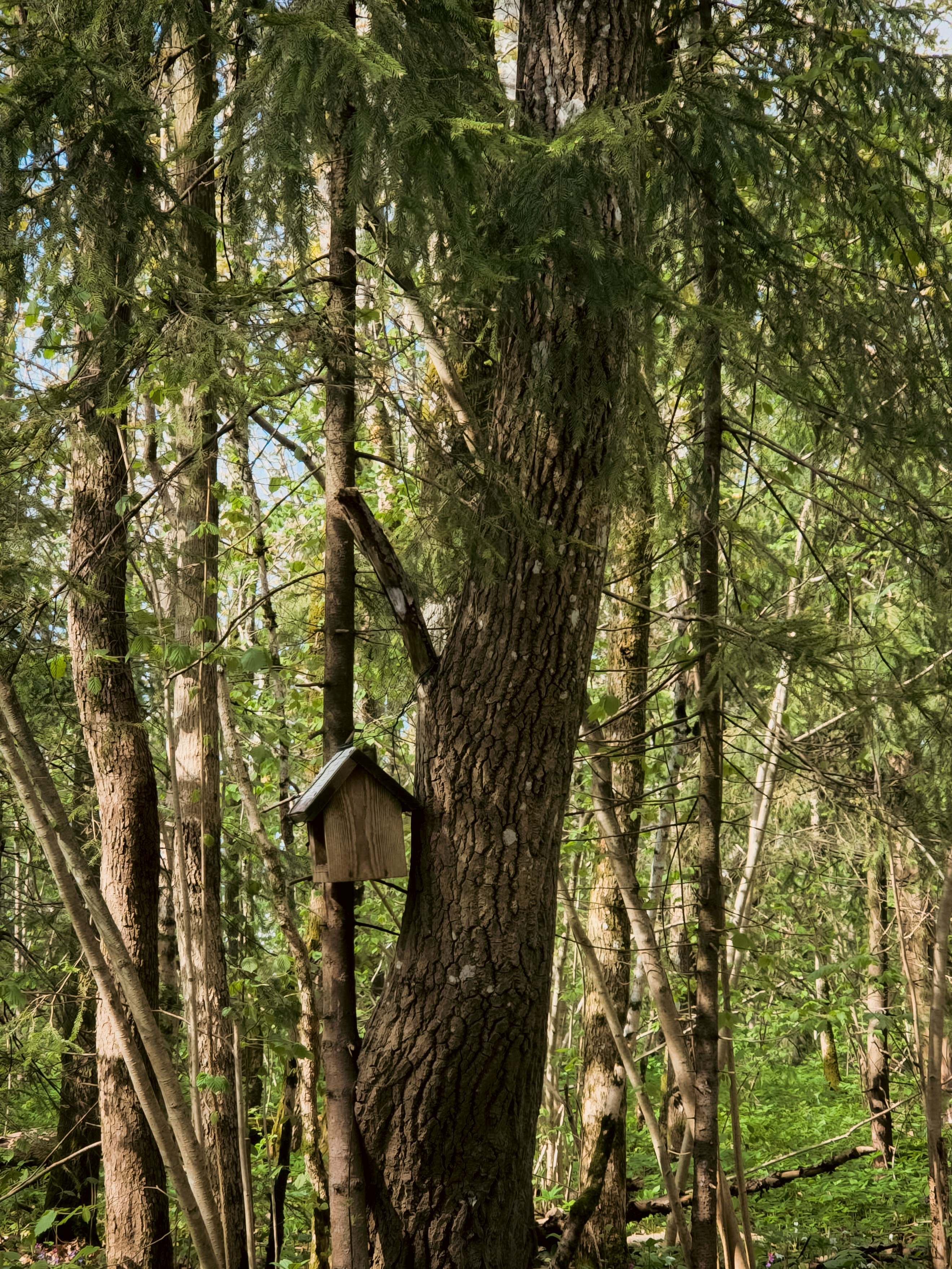 木の幹に取り付けられた小さな木製の鳥小屋。