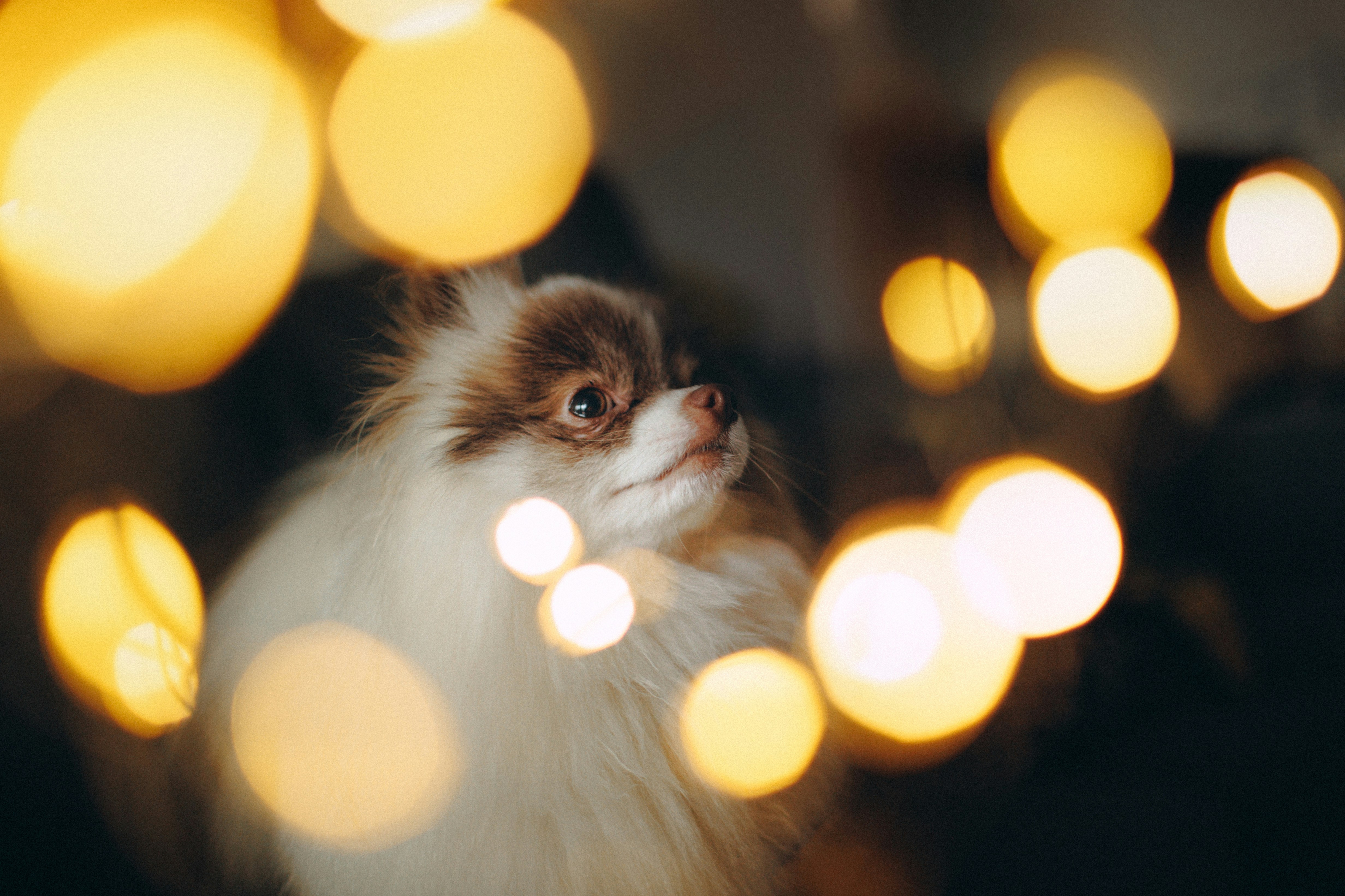 Fluffy dog looking up amidst blurred golden lights