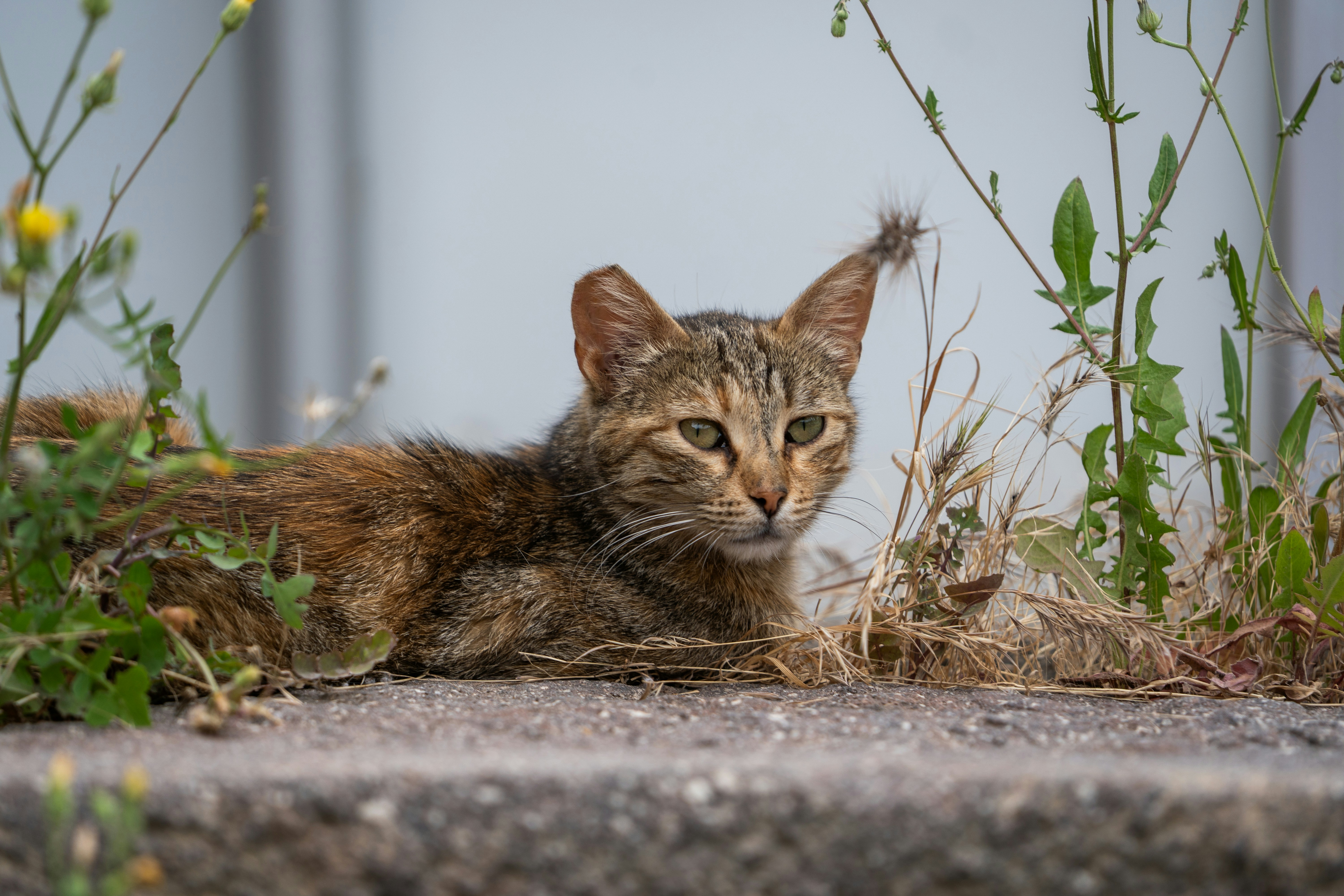 Eine getigerte Katze ruht zwischen hohem Gras und Unkraut.