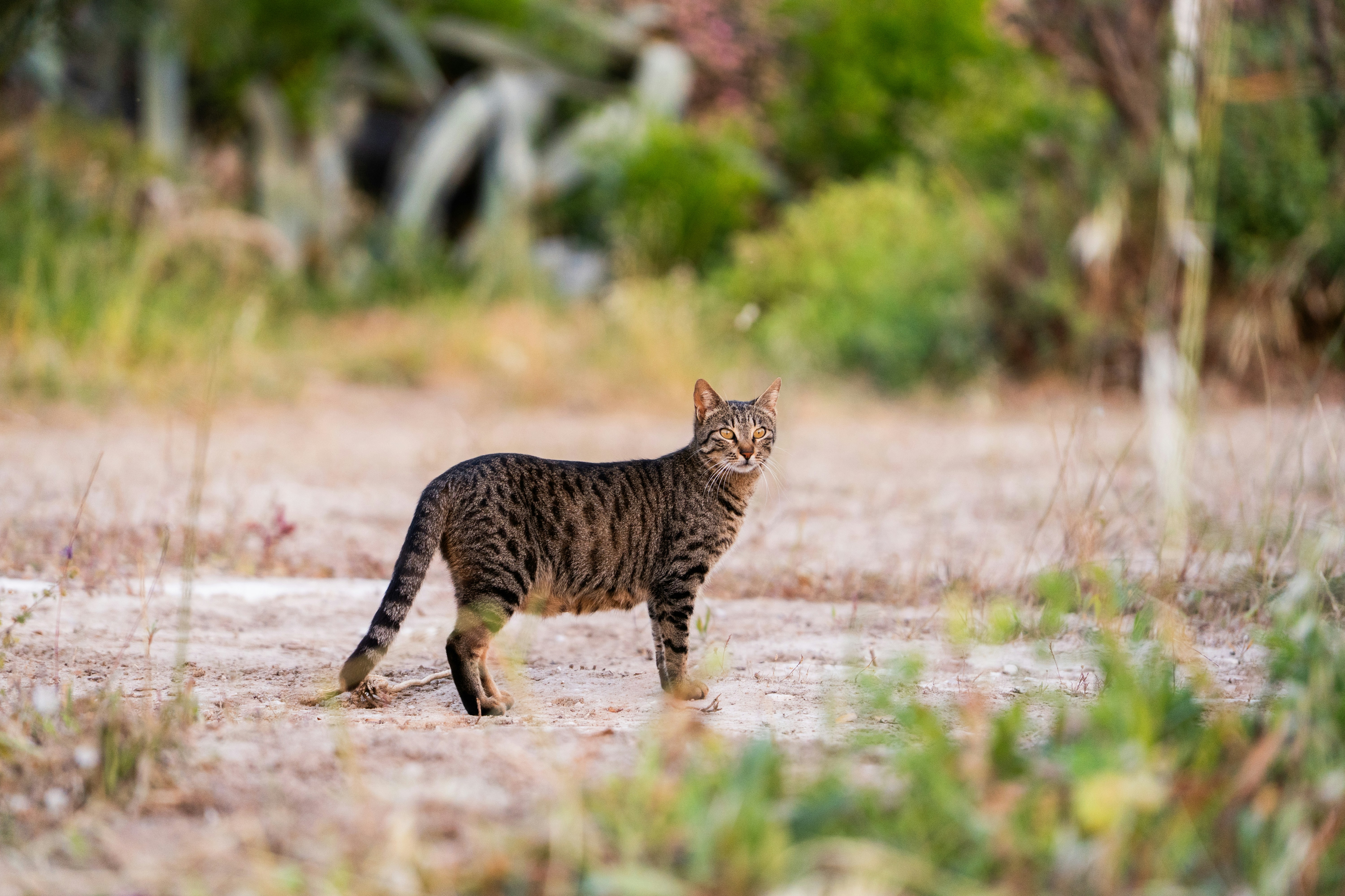 Eine getigerte Katze steht draußen und blickt direkt in die Kamera.