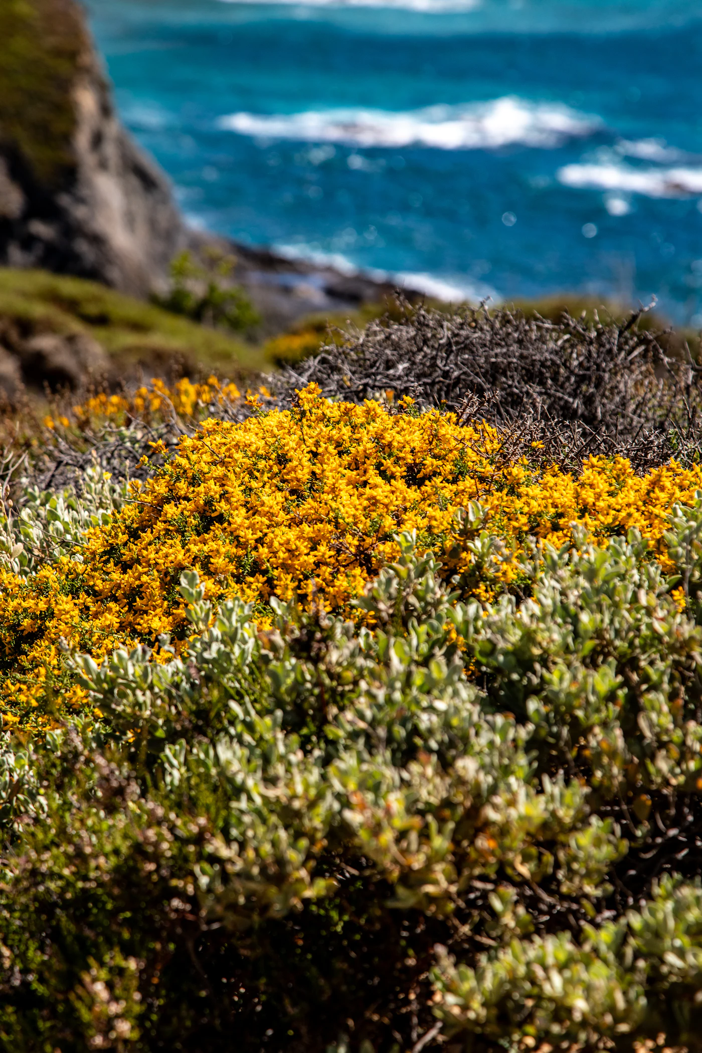 New green growth on a coastal hillside above the Pacific