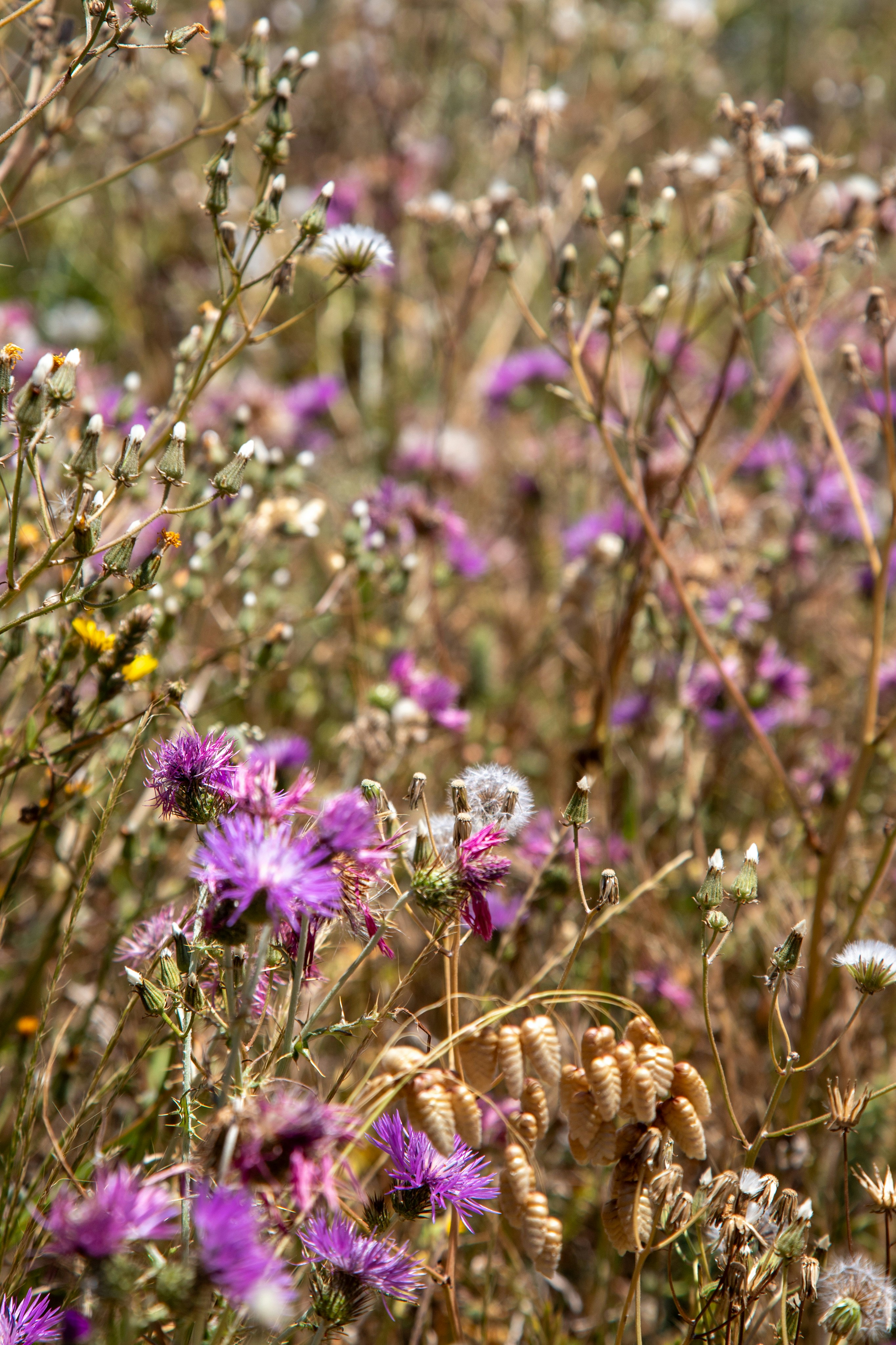 Photo by hdbernd