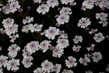 Many small white and purple flowers against a dark background.