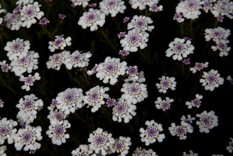 Many small white and purple flowers against a dark background.