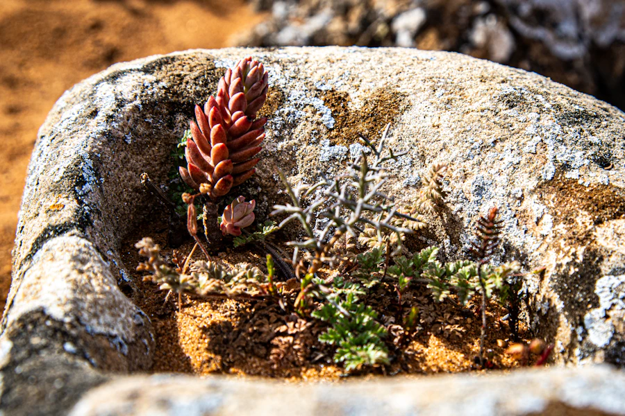 A small succulent rooted into rock