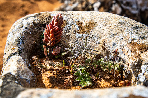 Small succulent in textured desert rocks