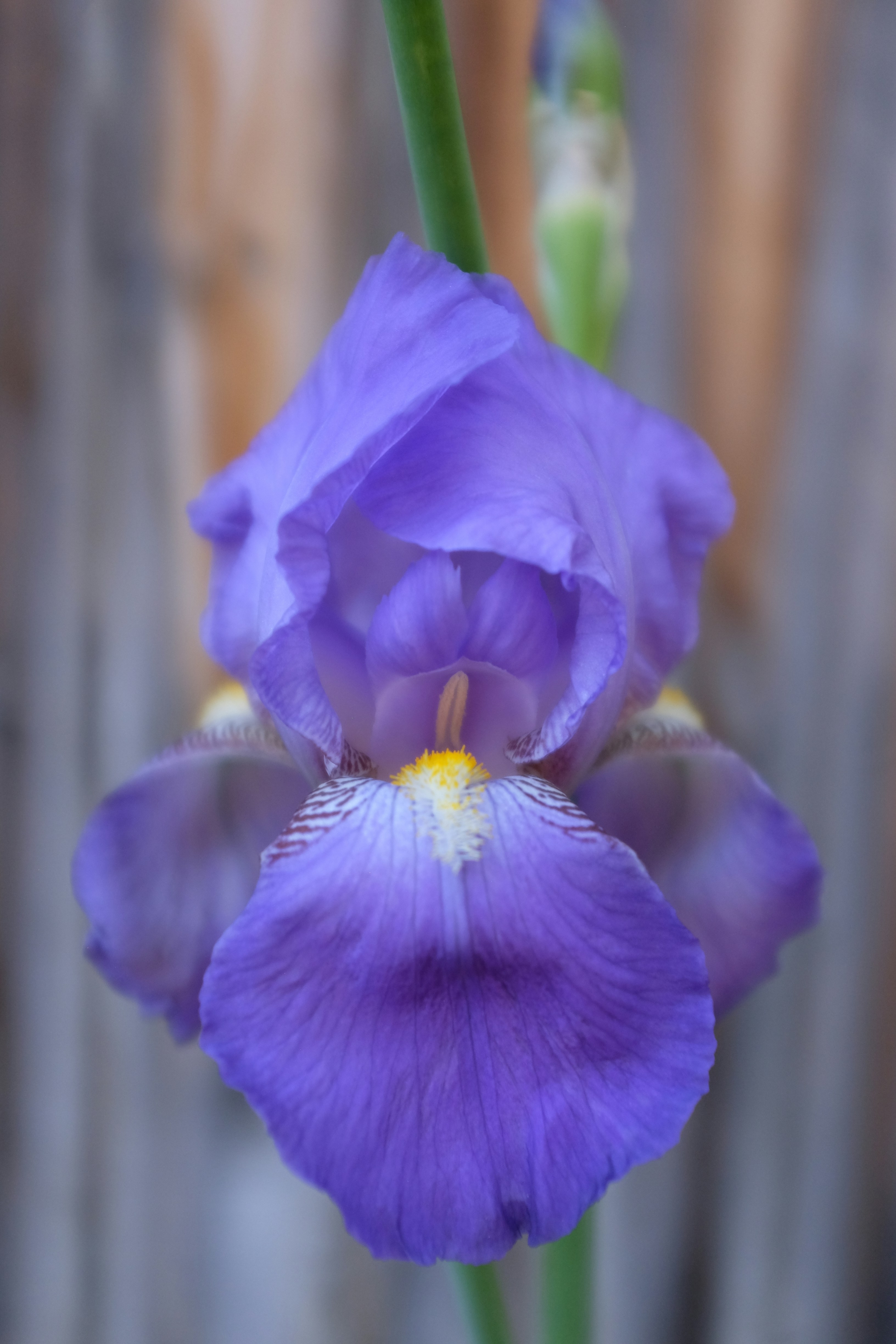 Photo by silkycotton