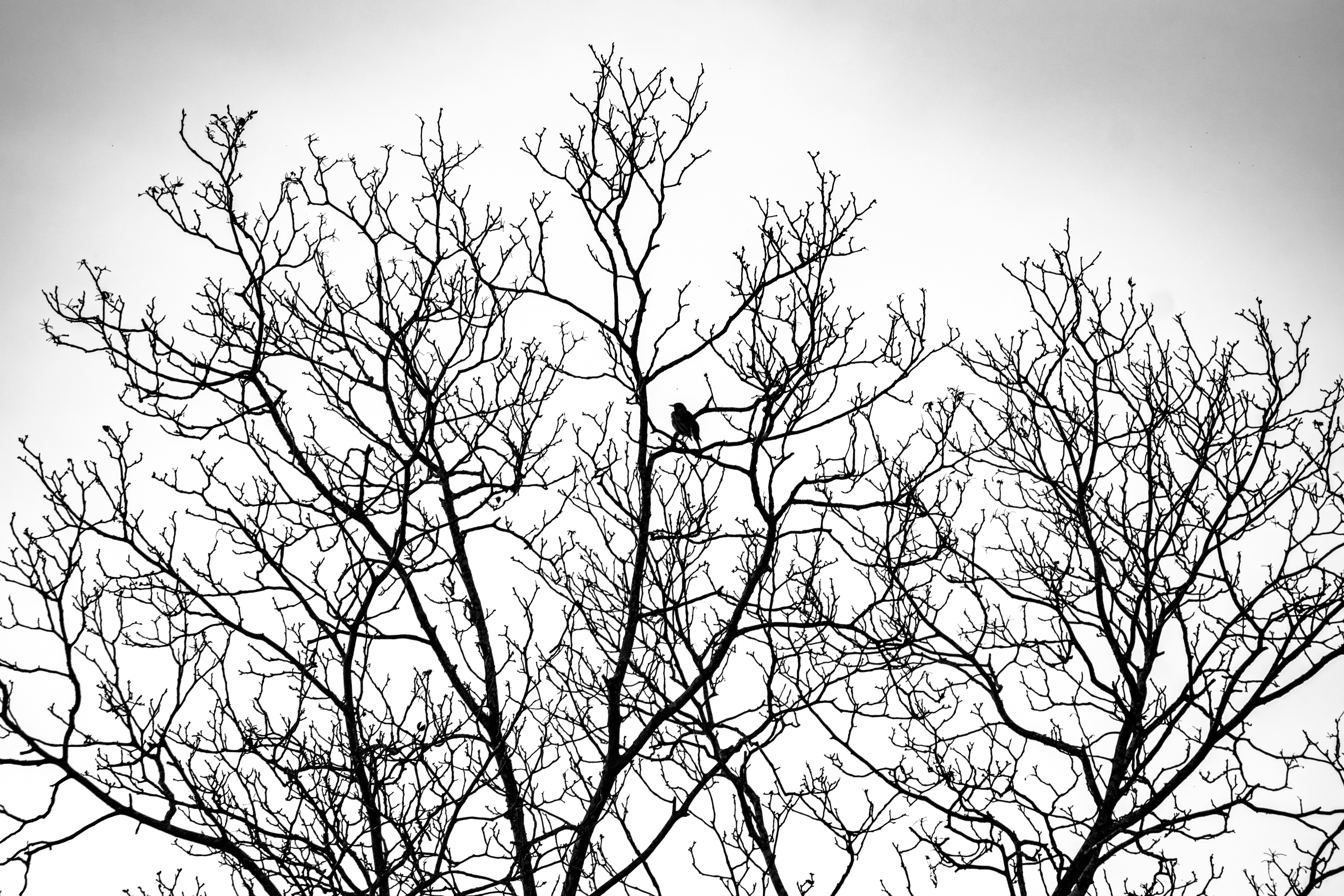 Photo by ktanksa