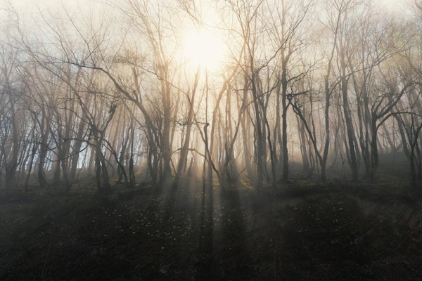 Rayos de luz atravesando la niebla de un bosque