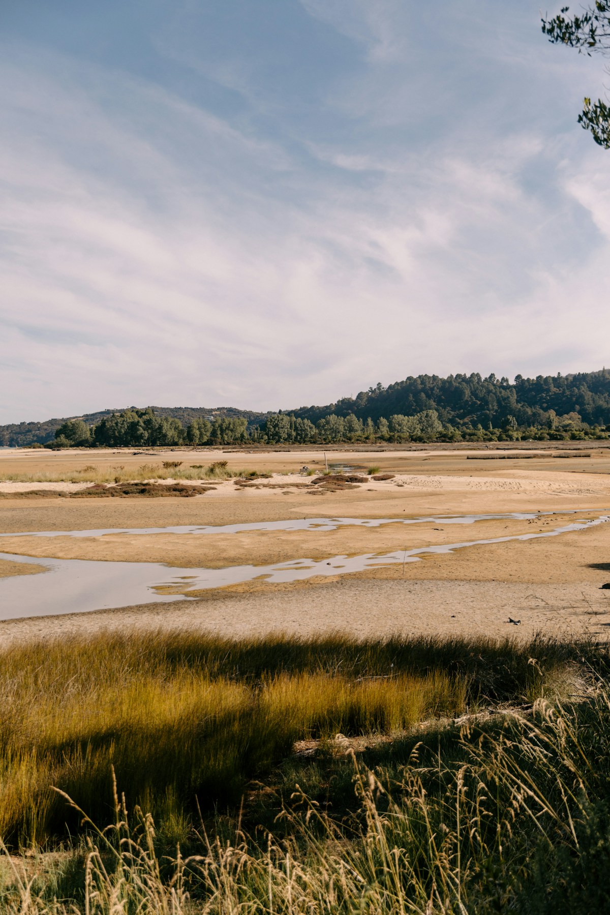 Expansive tidal flats with marsh grass and distant trees