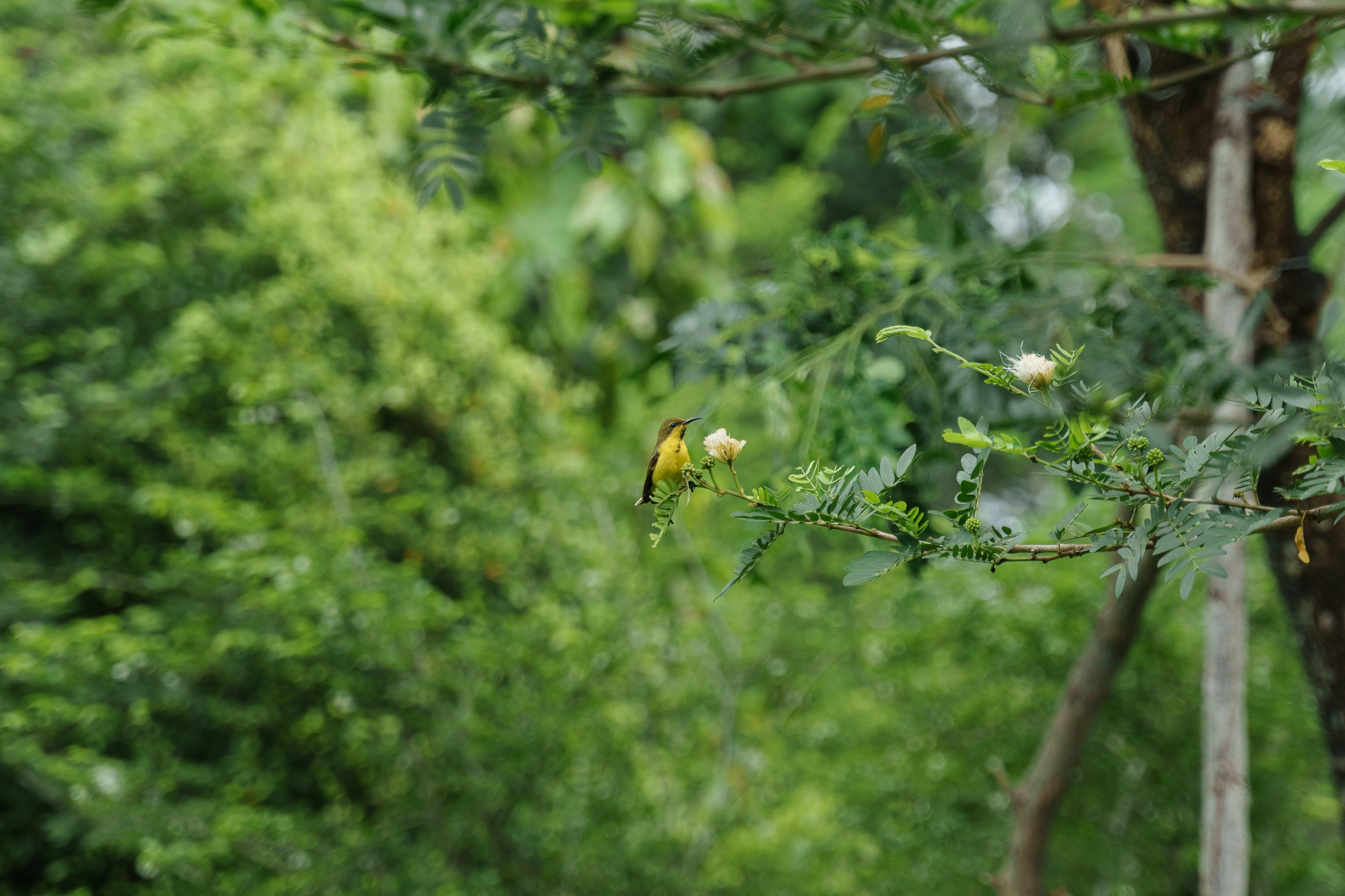 Seekor burung kuning kecil bertengger di cabang yang berdaun.